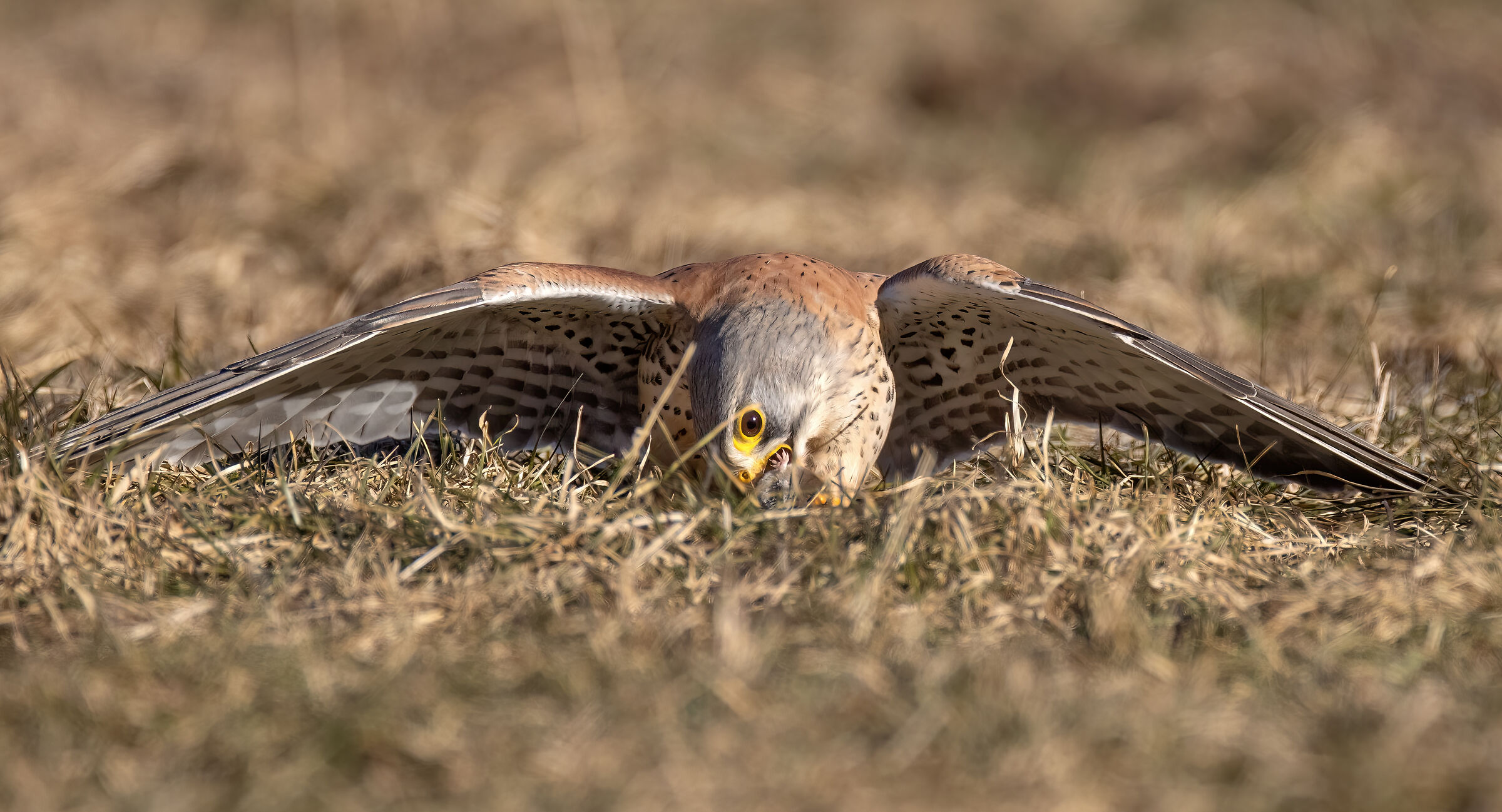 Last moments of life of the shrew