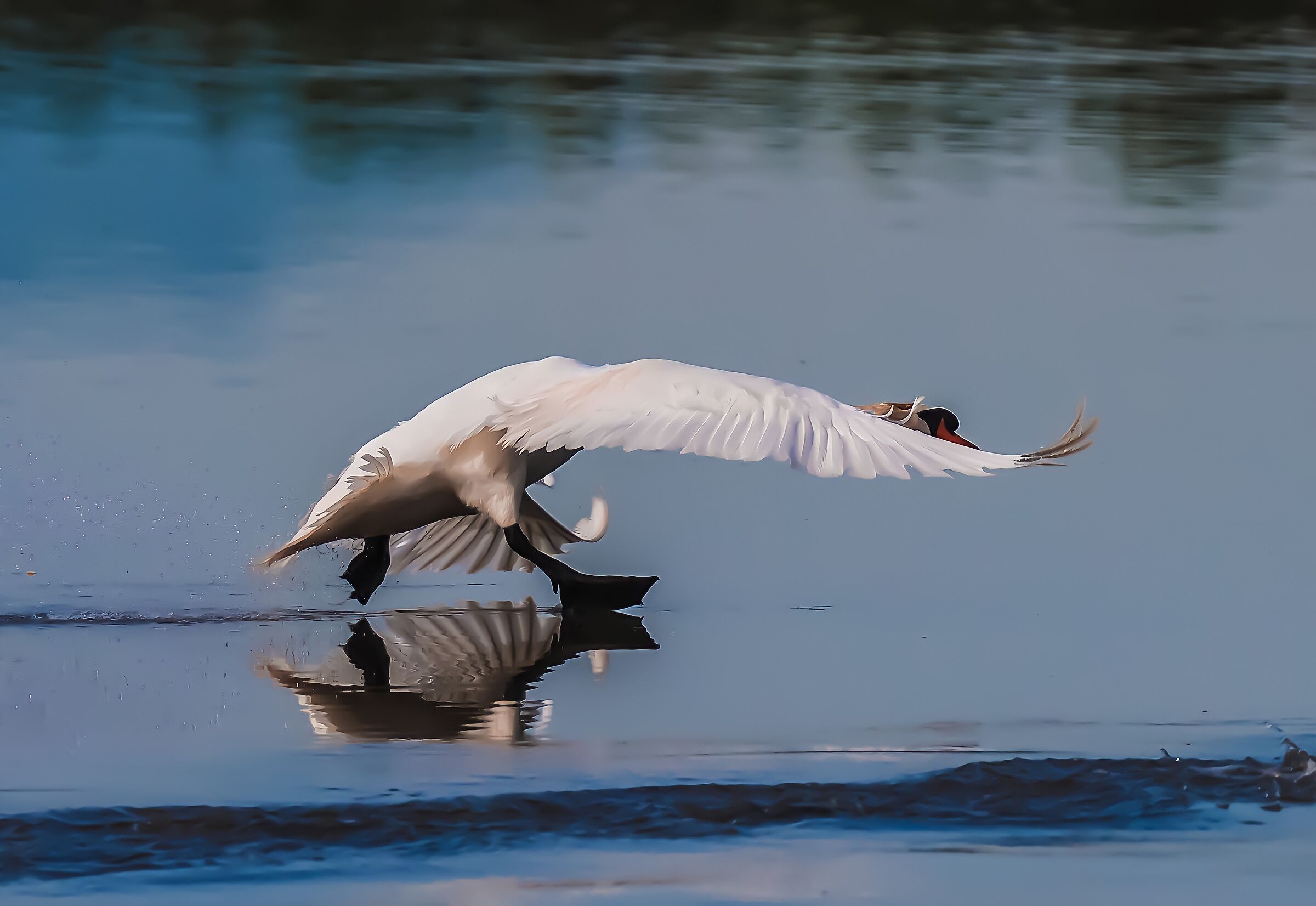 Swan landing