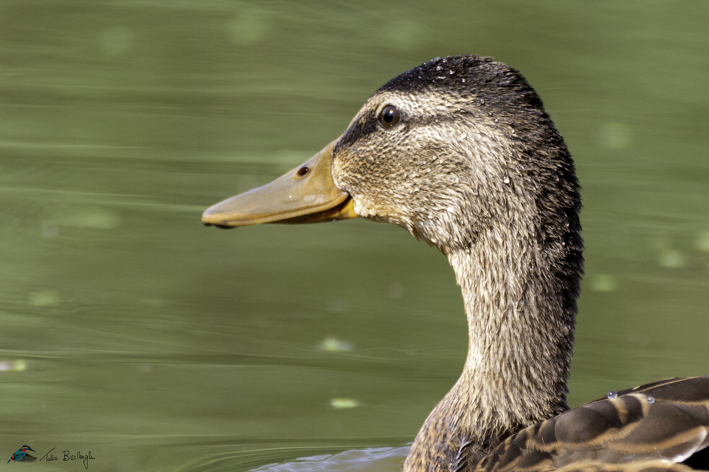Mallard (female)