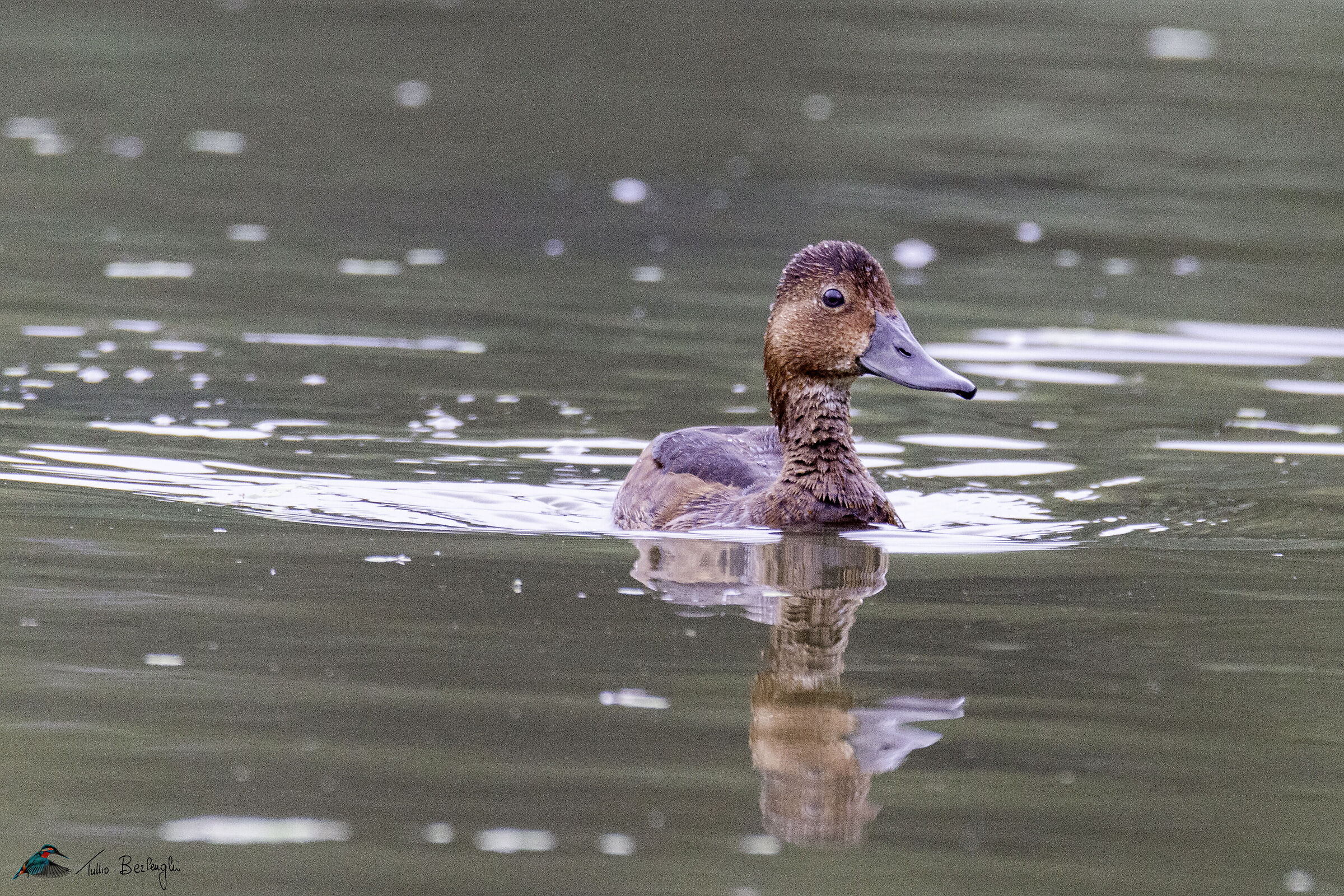 Ferruginous duck