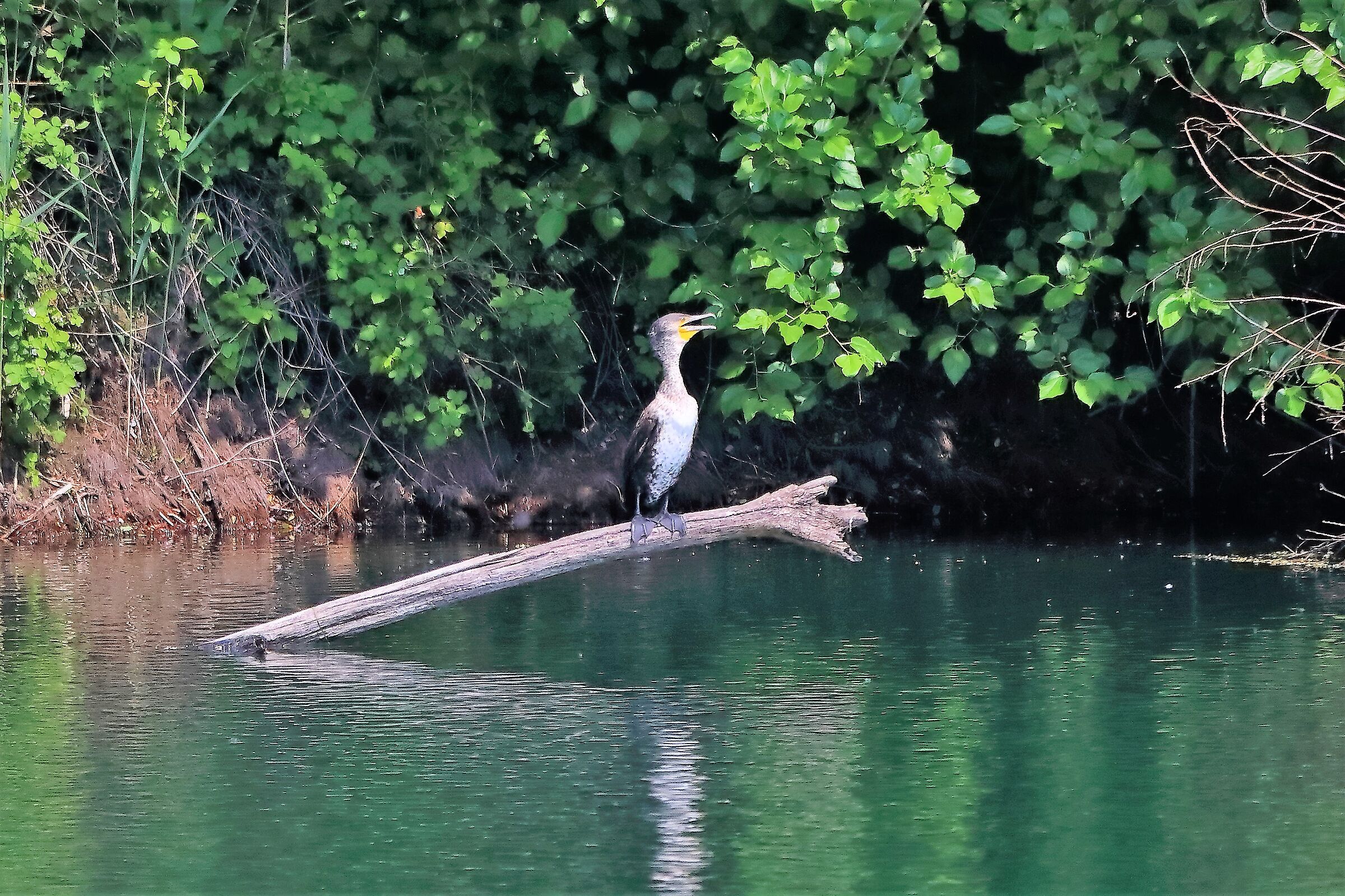 cormorano 26-05-2022