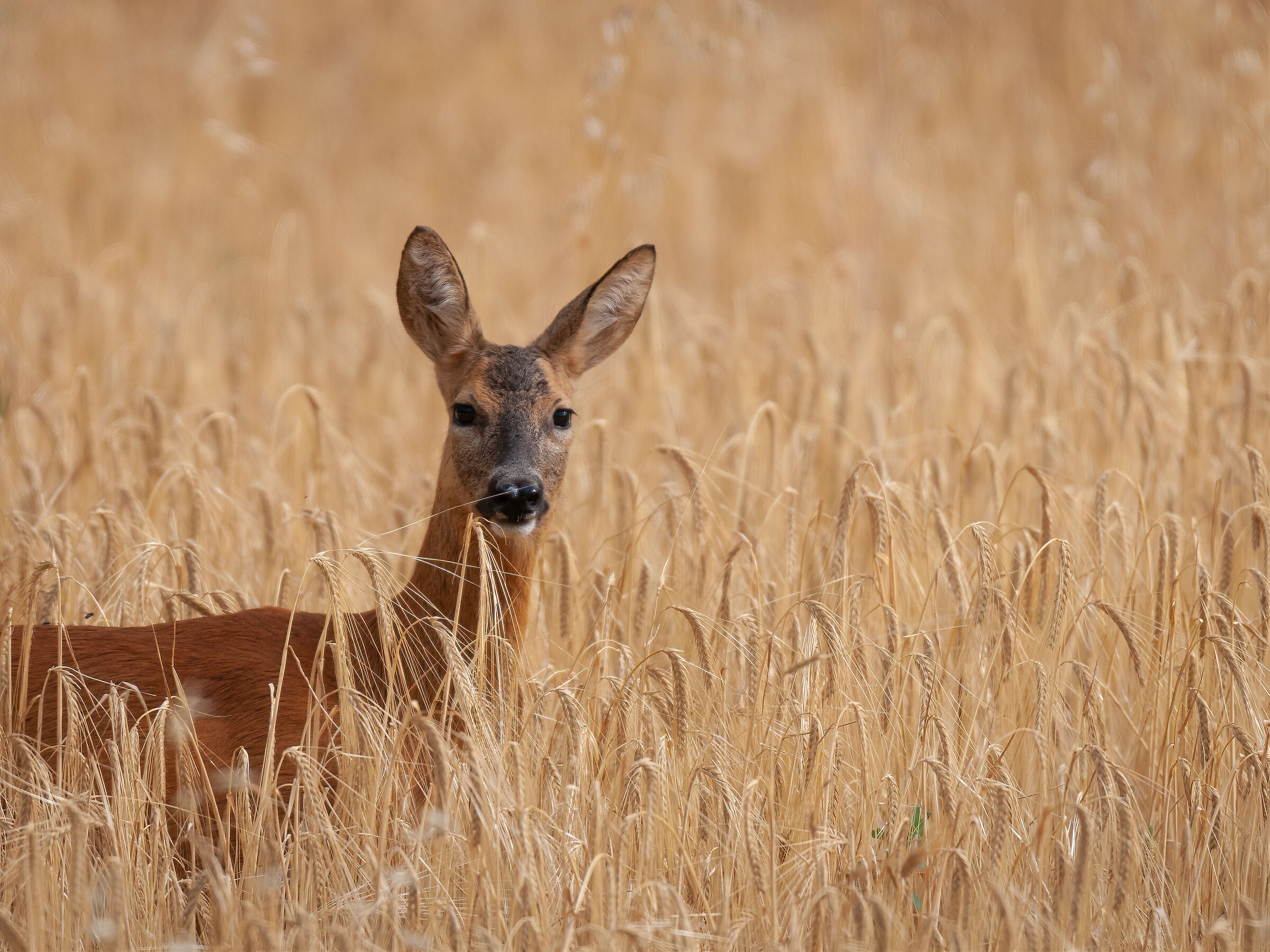 In un campo di grano