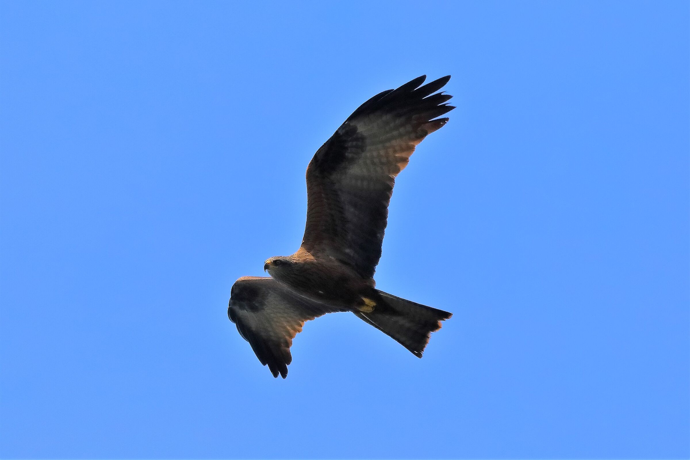 Nibbio bruno 27-05-2022