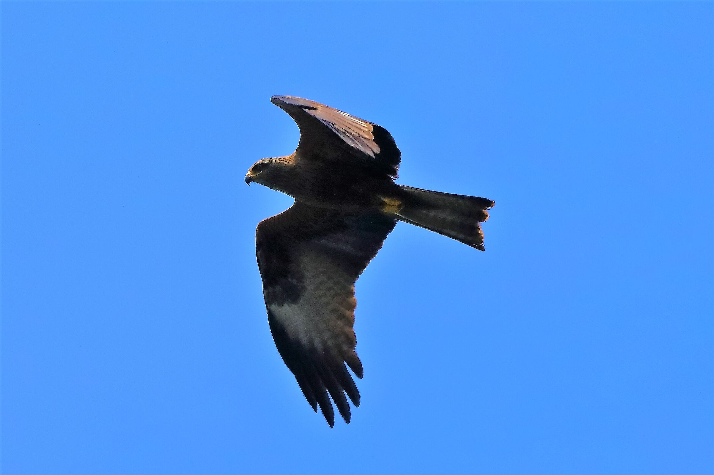 Nibbio bruno 27-05-2022