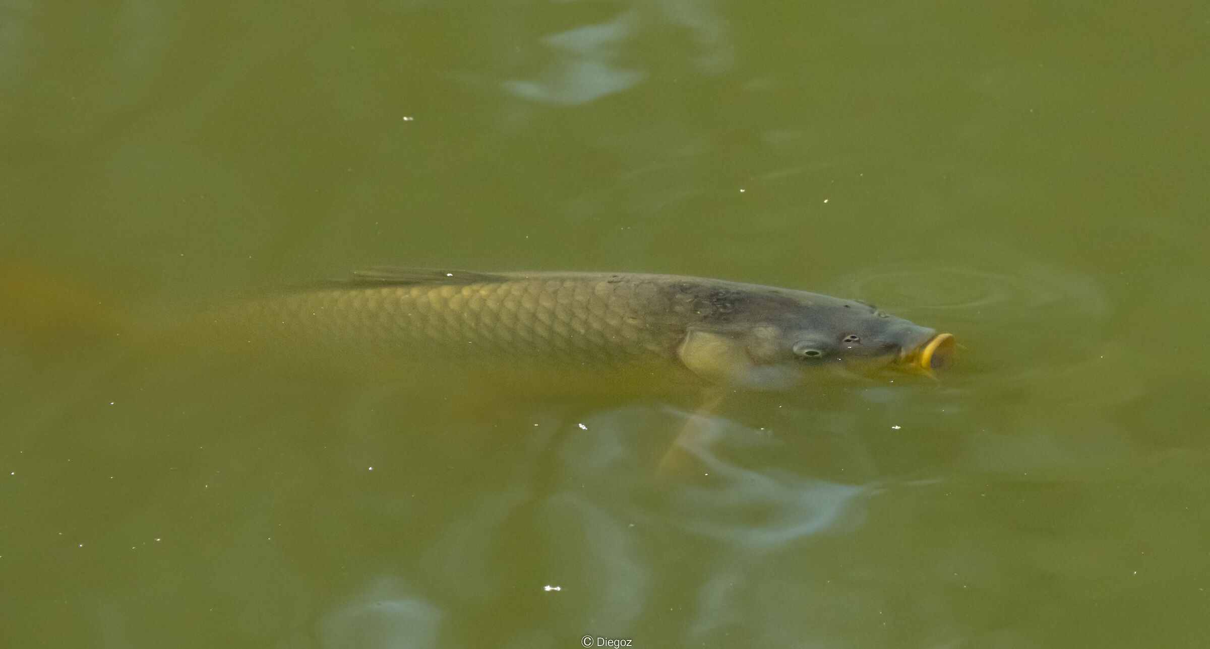 carp.... Diem
