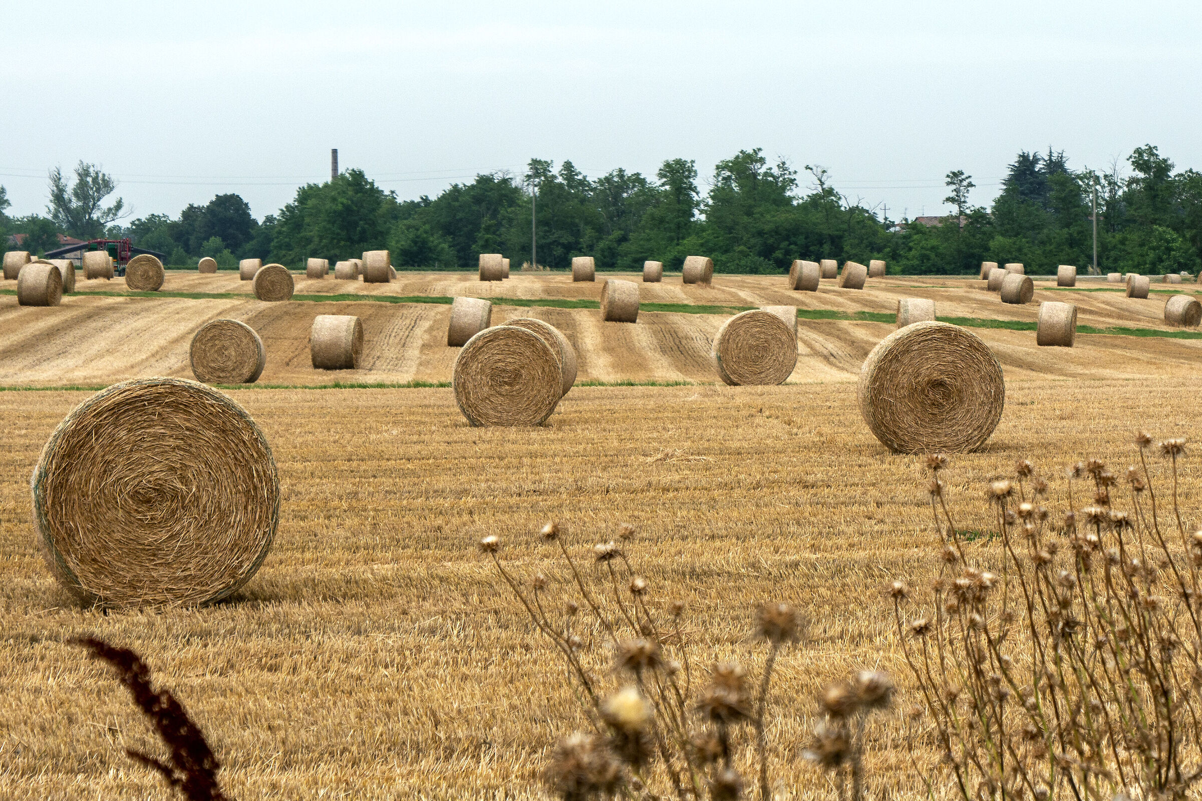 Hay harvesting