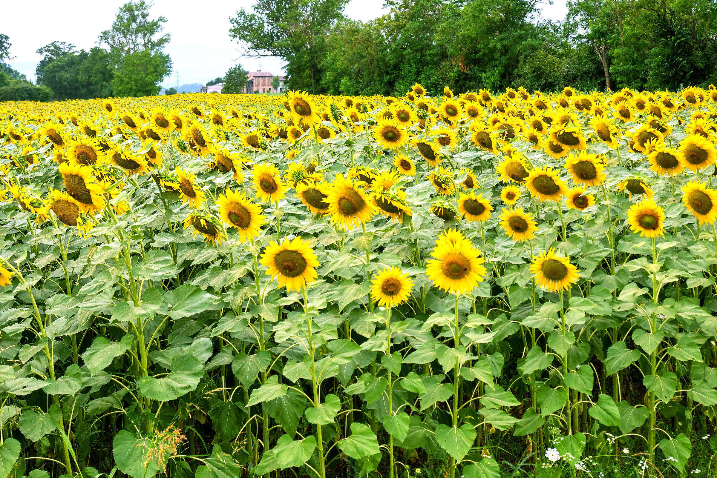 Field of sunflowers