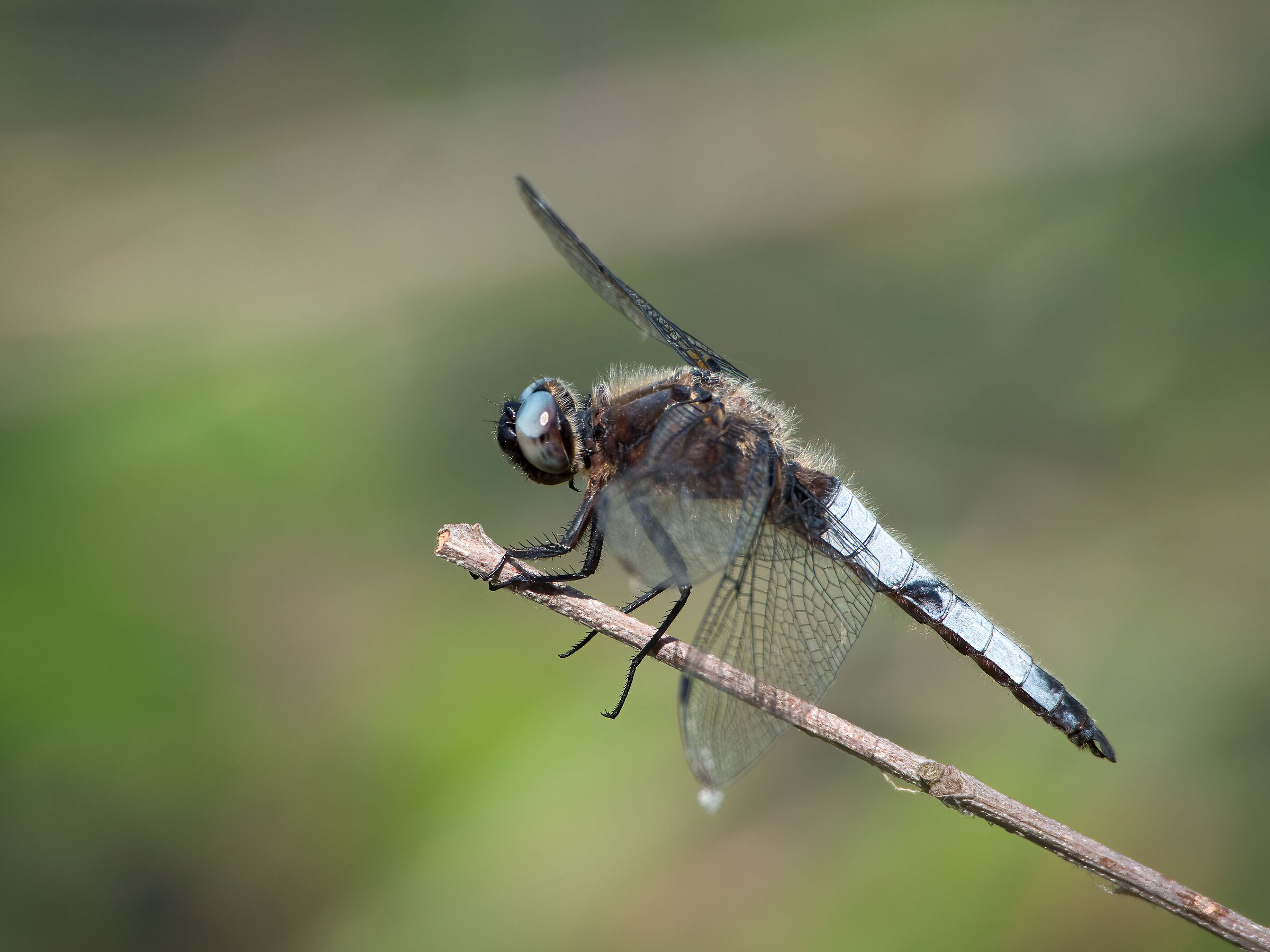Dragonfly