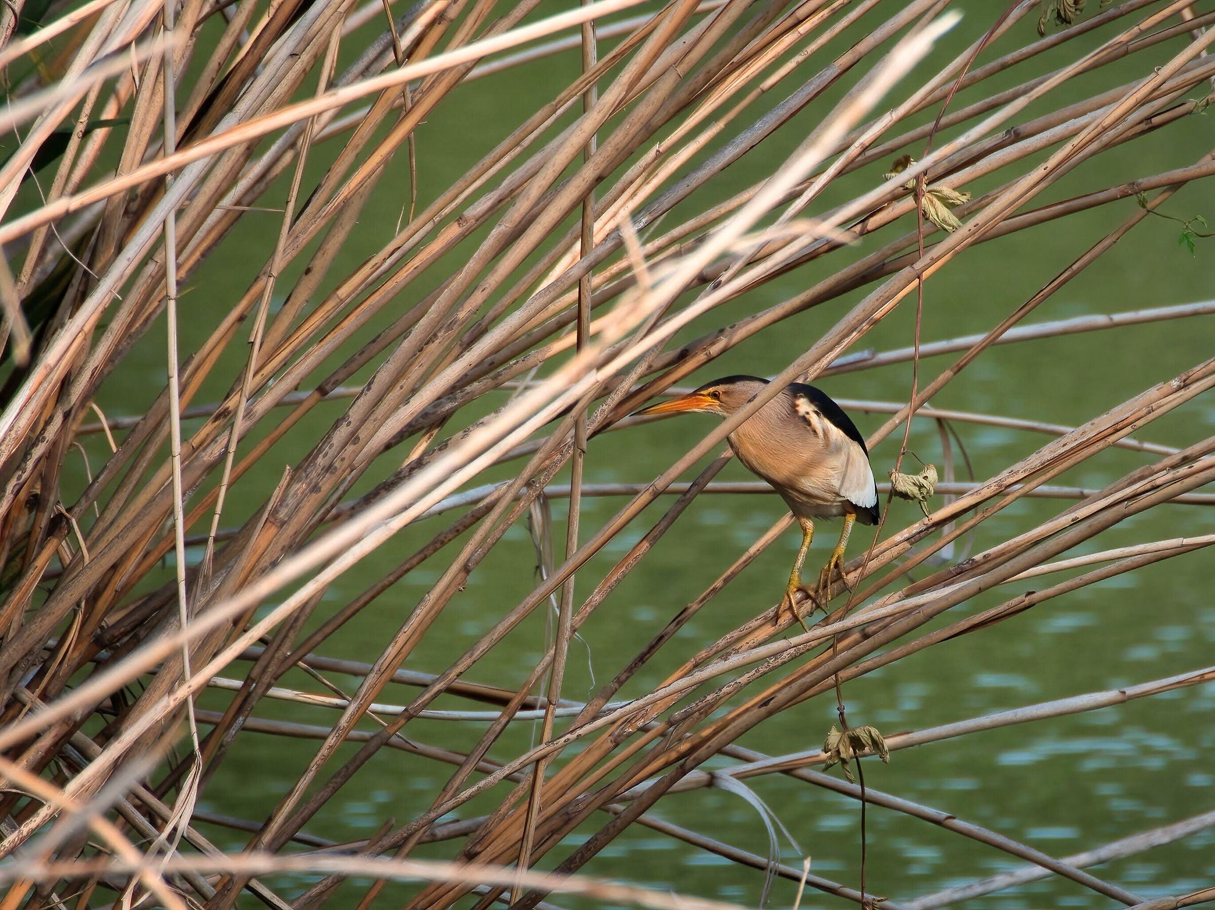 Male bittern