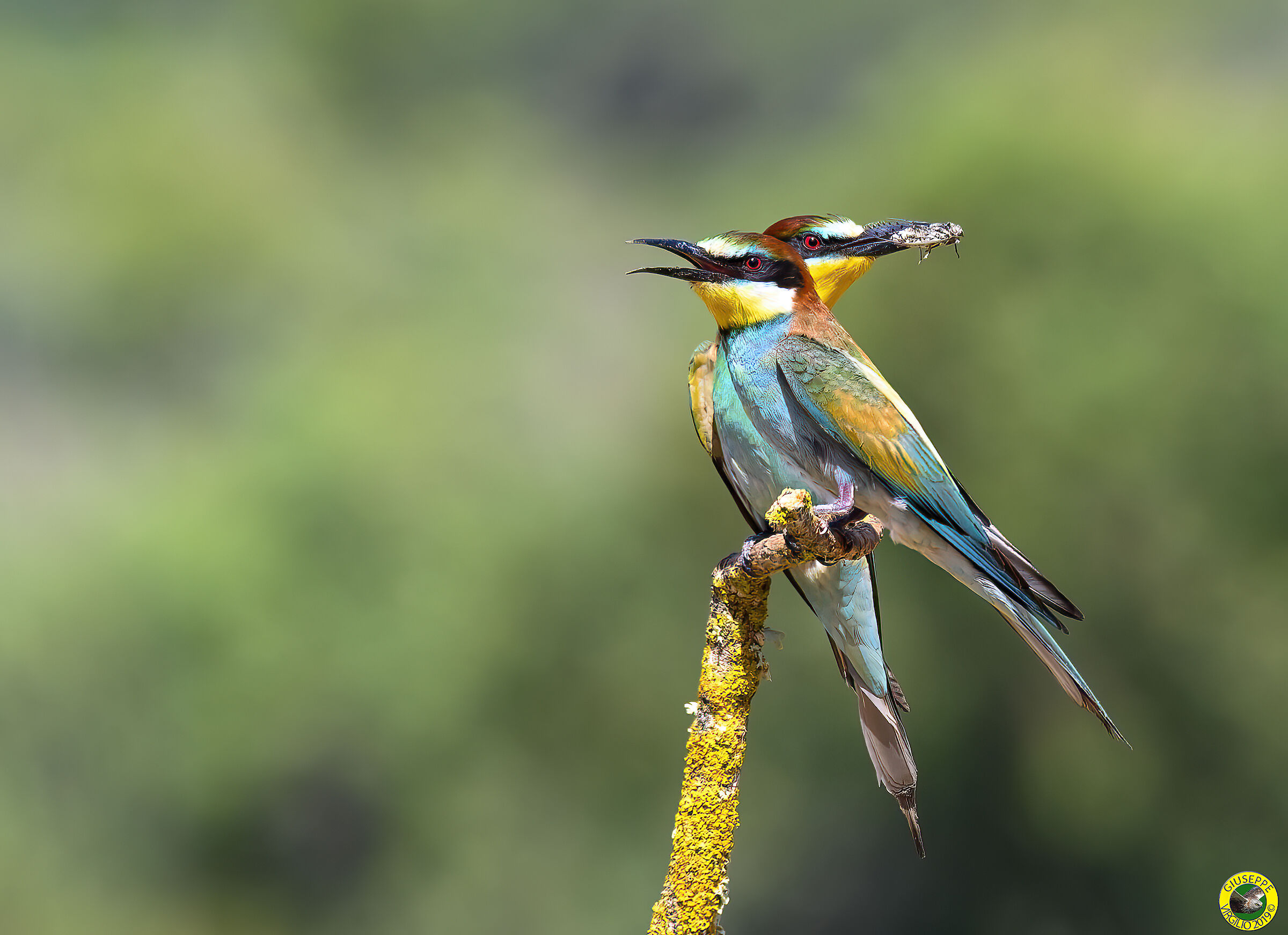 Bee-eaters (Sardinia) 2019