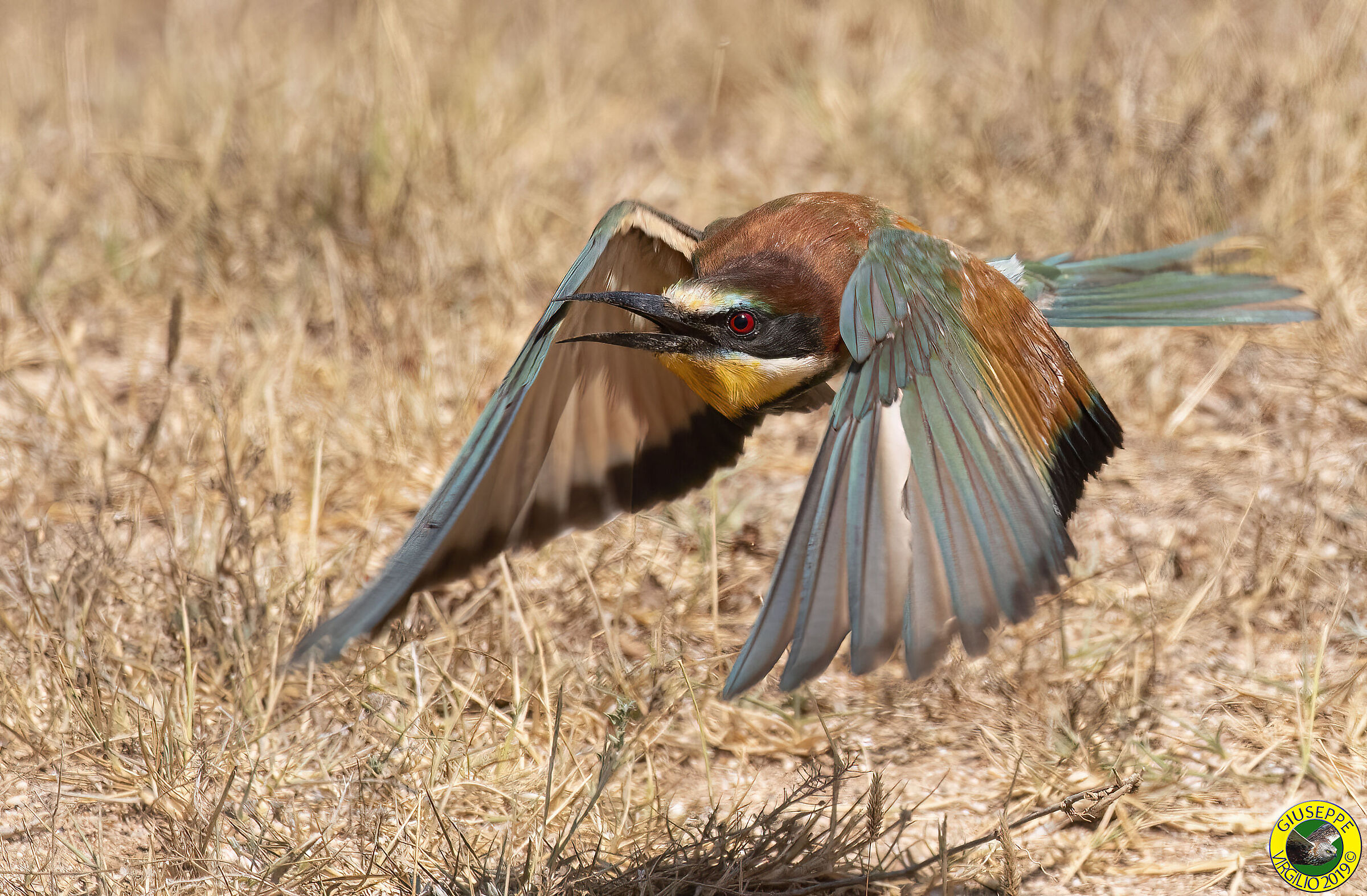Bee-eaters (Sardinia) 2019