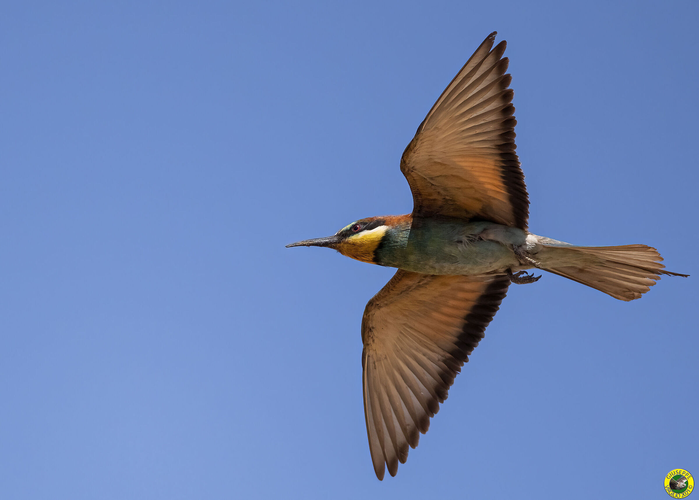 Bee-eaters (Sardinia) 2021
