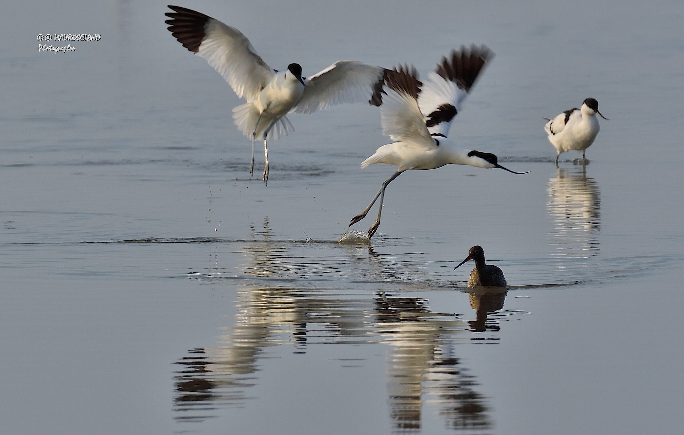 Avocets