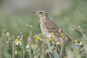 Anthus campestris