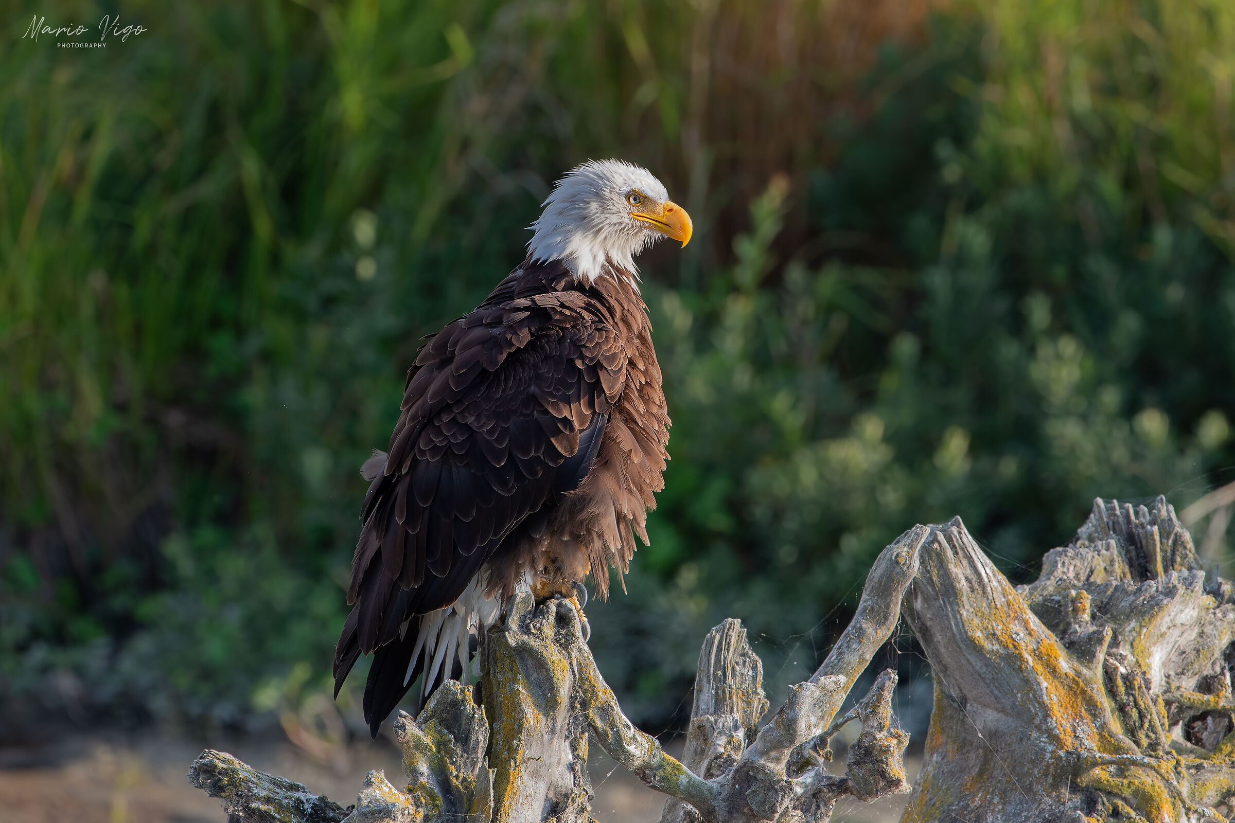 Aquila di mare testabianca