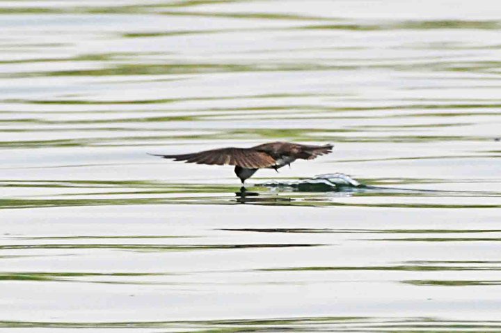 Rondine - Irakia Farm - Qatar