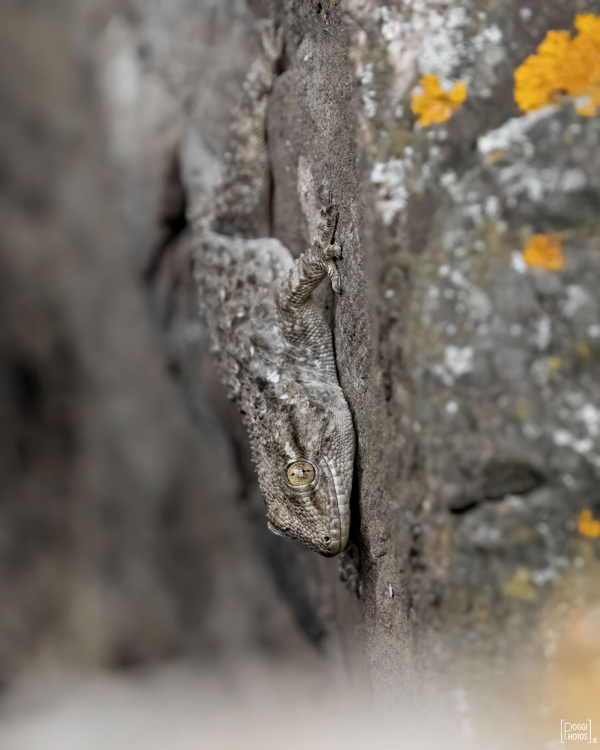 Common gecko
