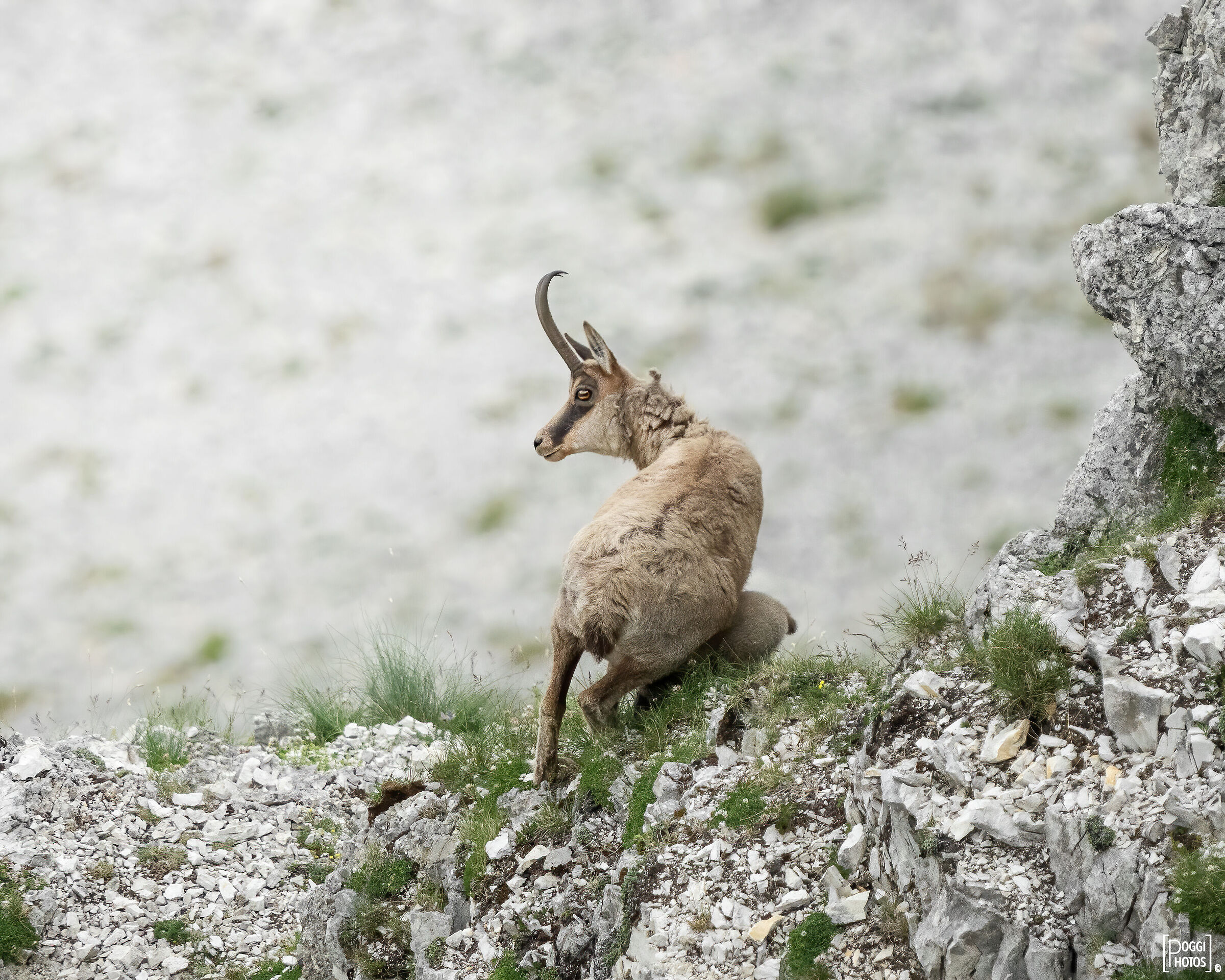 Apennine chamois
