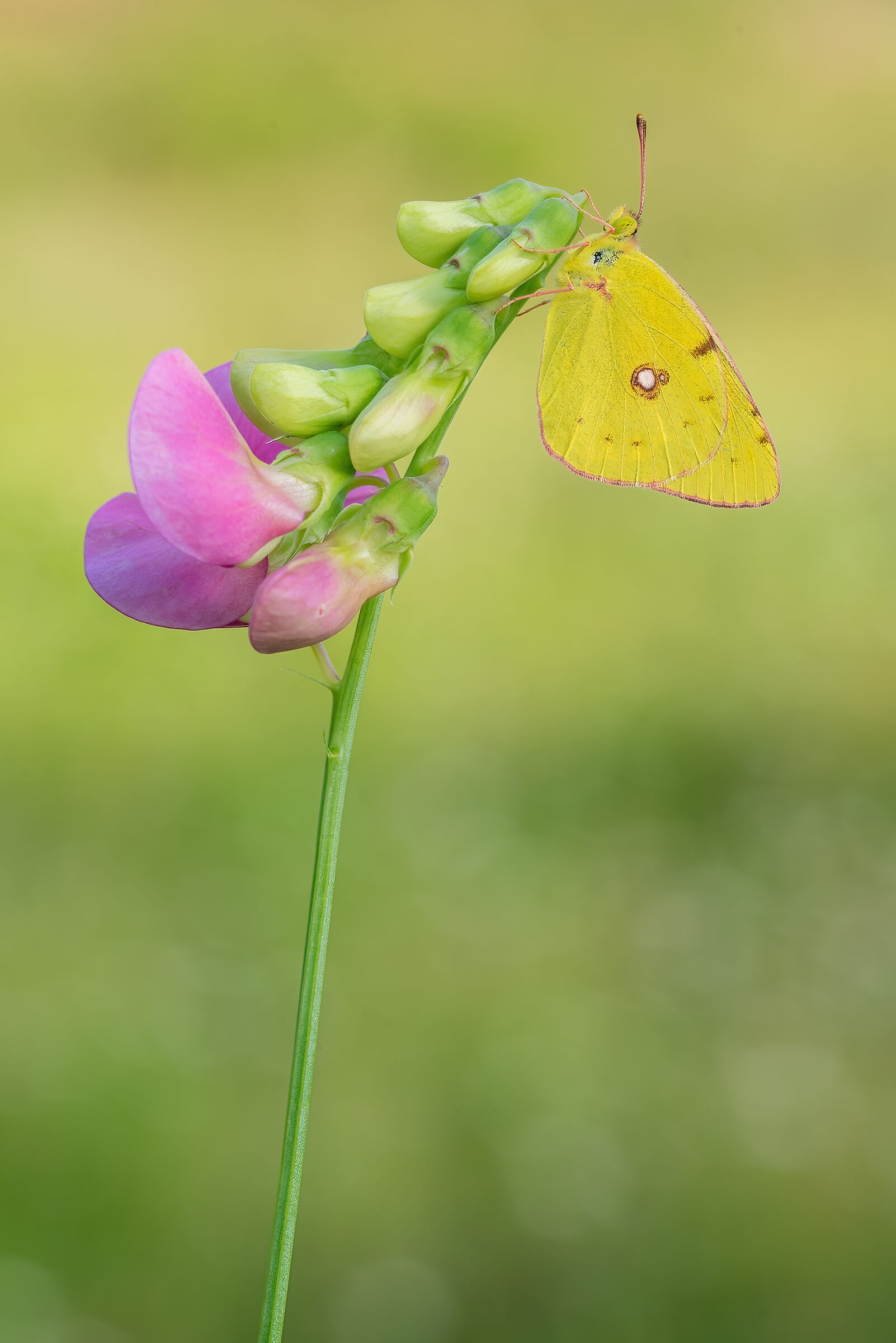 Colias crocea