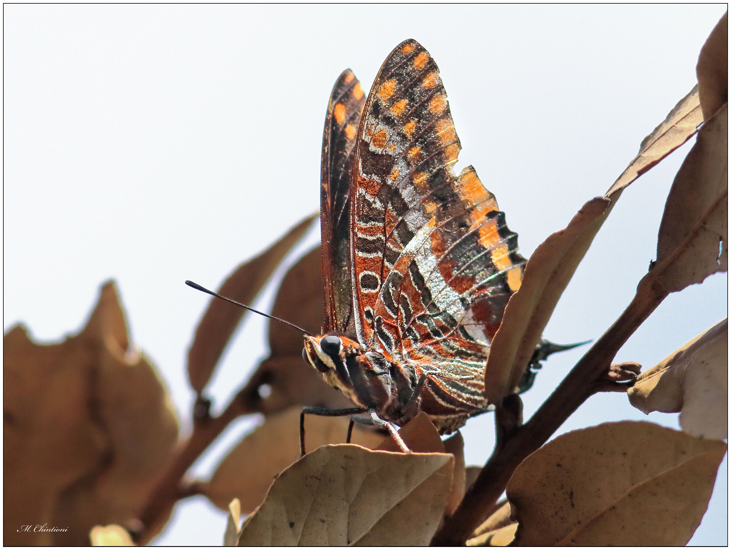 Charaxes jasius (ninfa del corbezzolo)