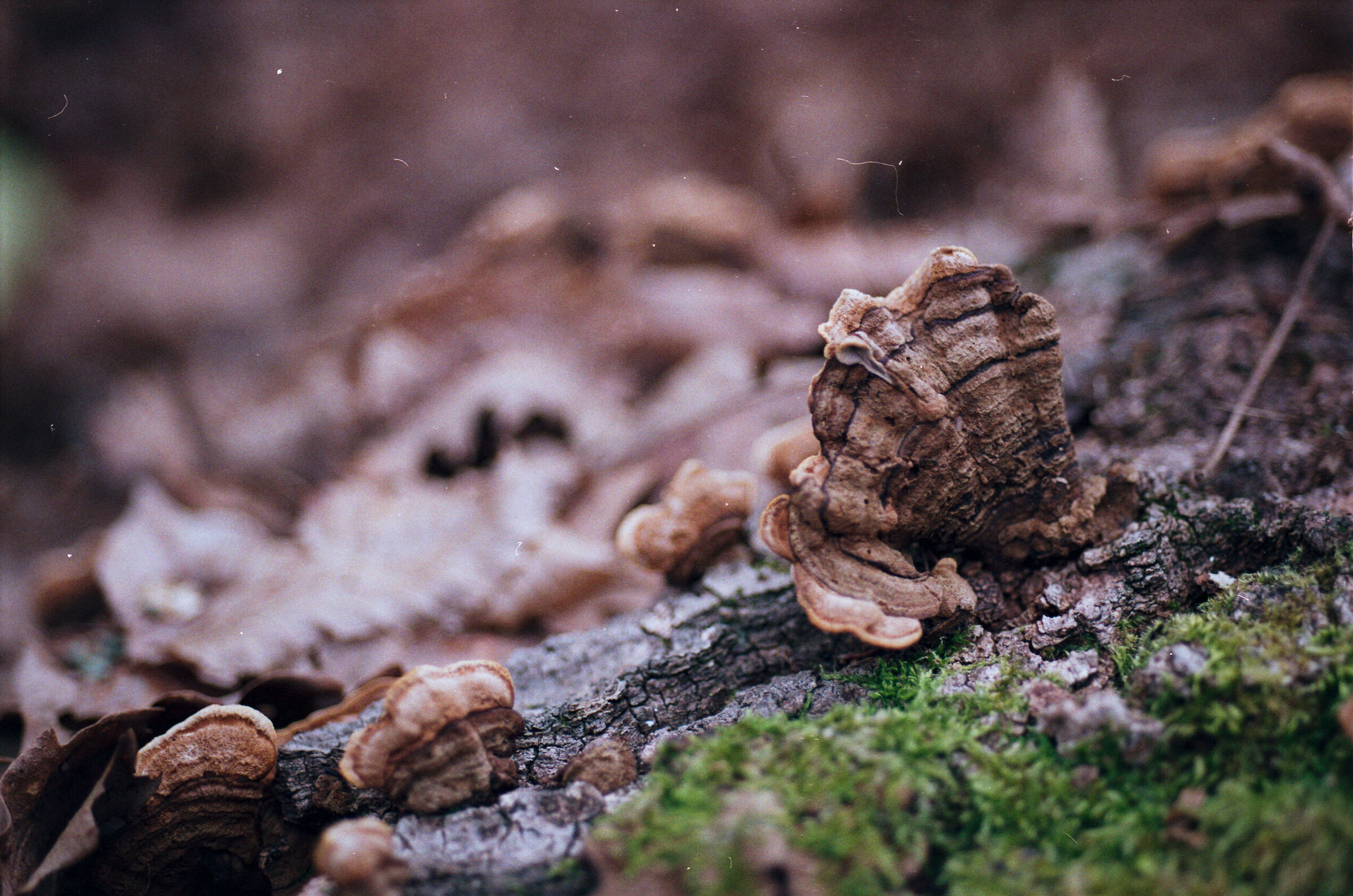 Mushroom