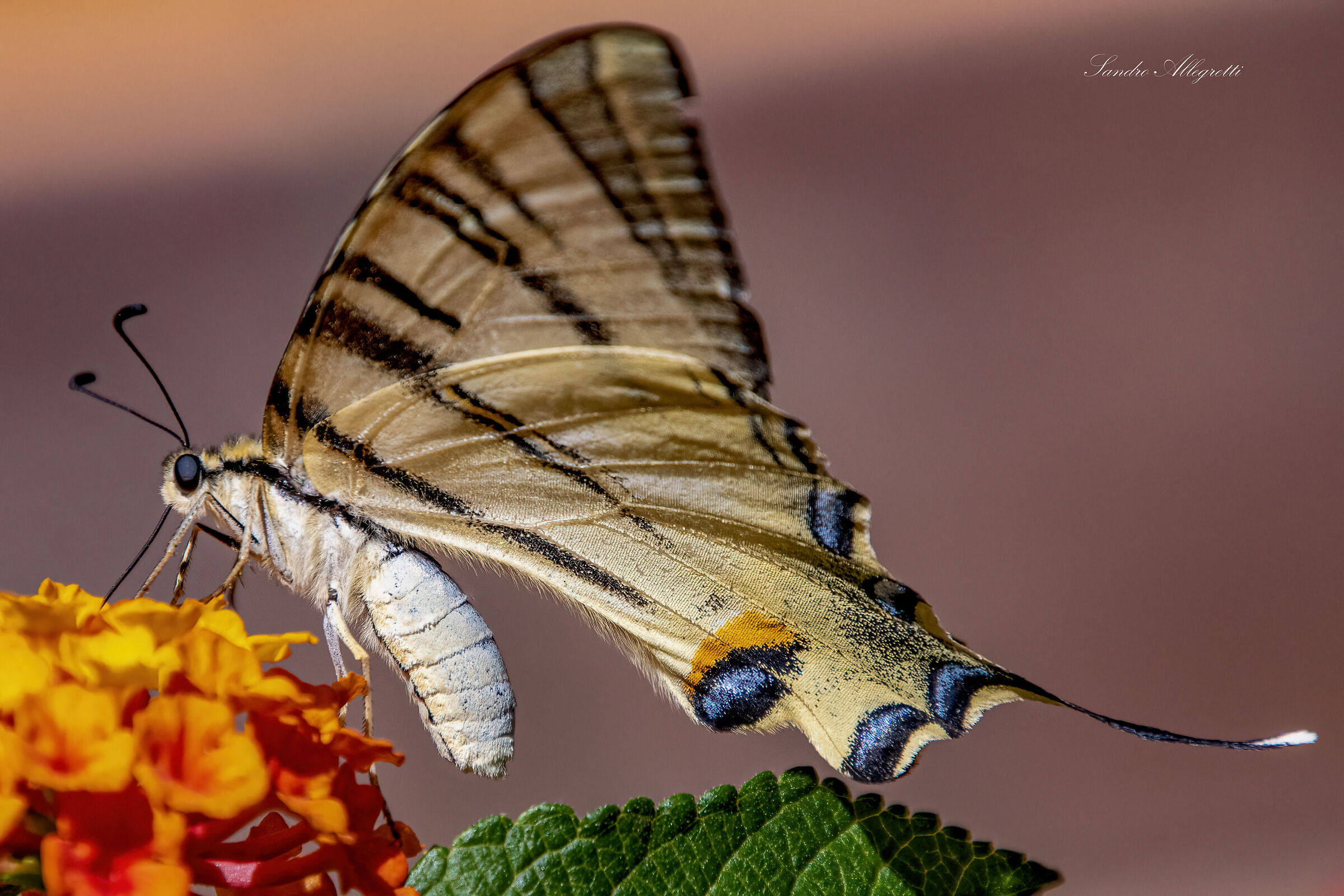 Il podalirio (Iphiclides podalirius)