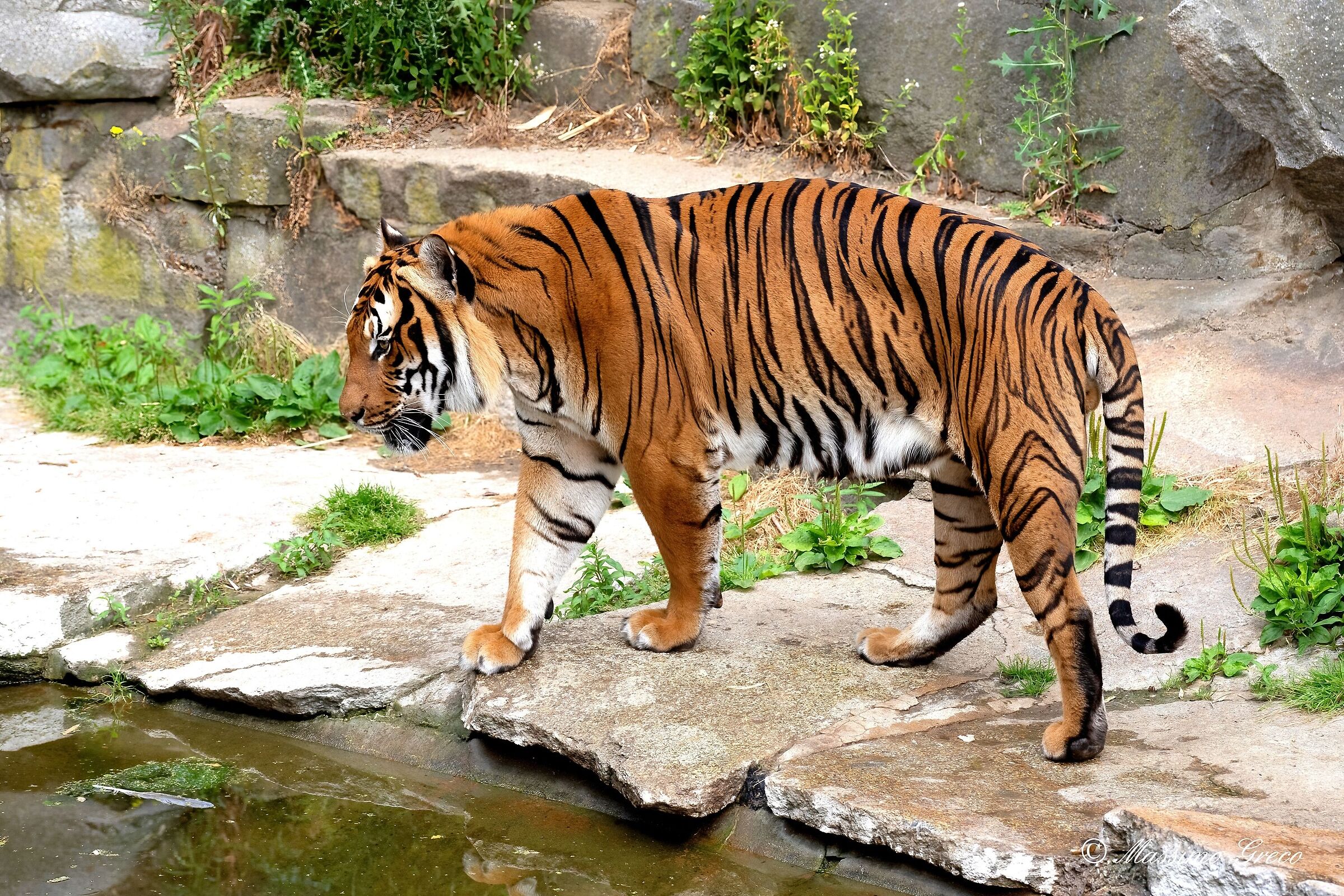 Tigre indocinese(Panthera tigris corbetti)