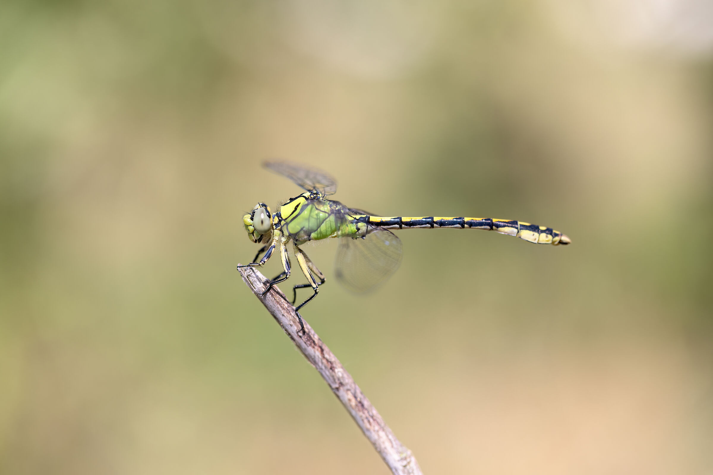 Ophiogomphus cecilia