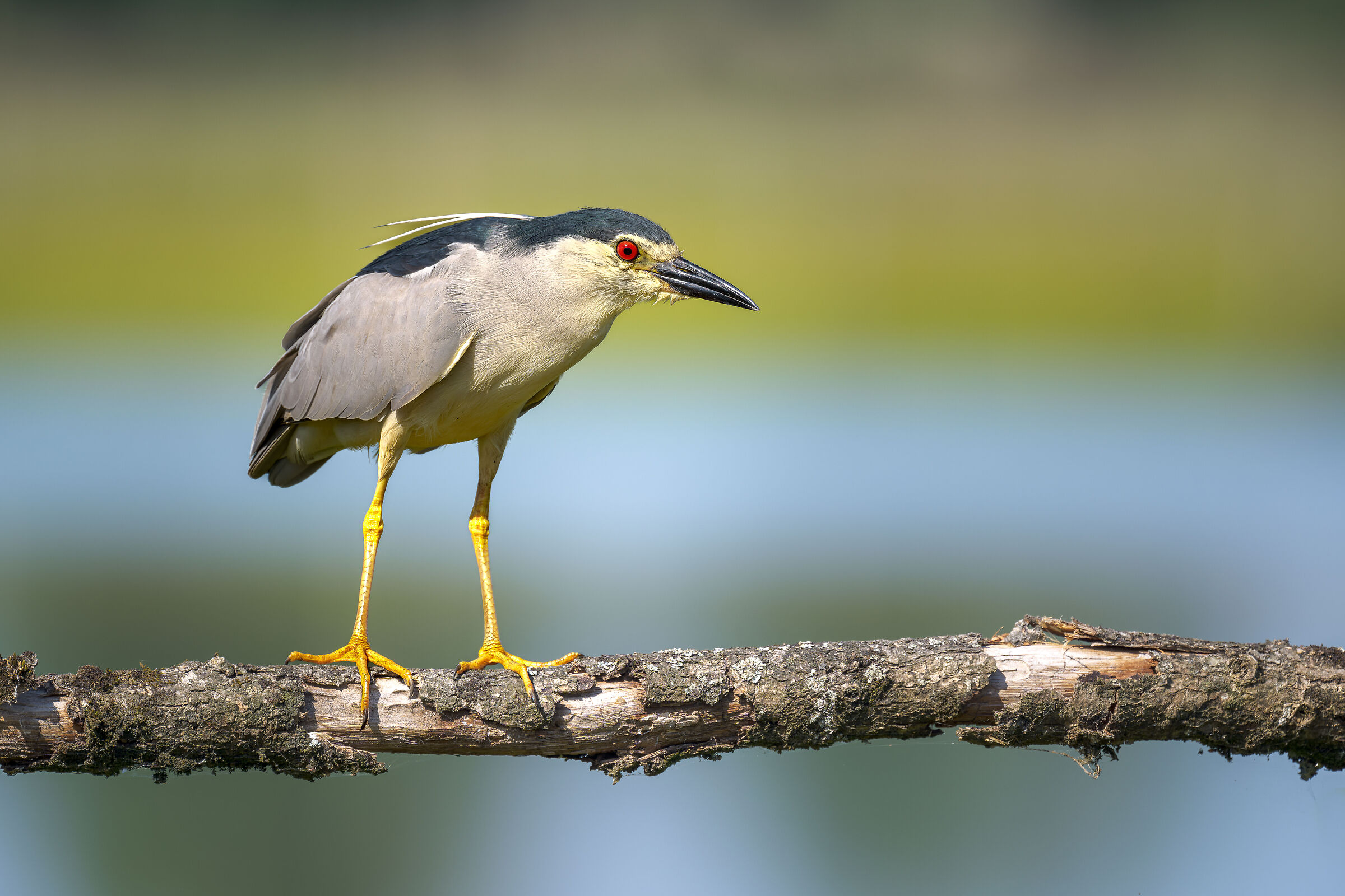 Black-crowned night heron