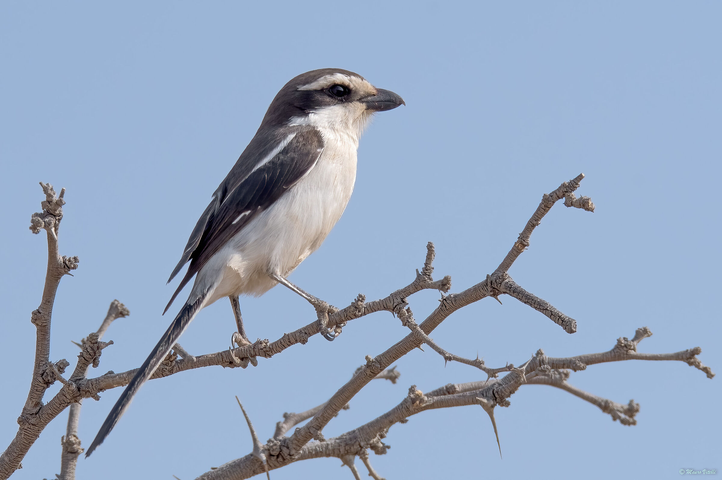 Western black and white collared shrike (Kalahari)