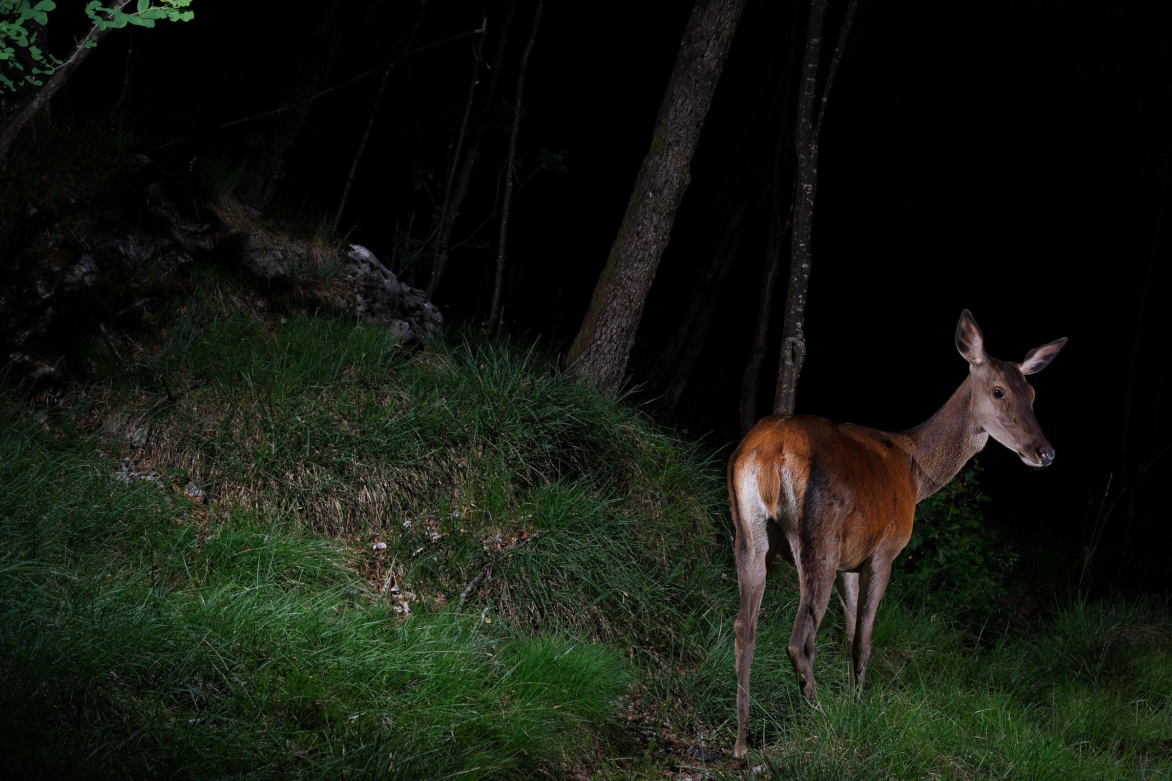 Hind