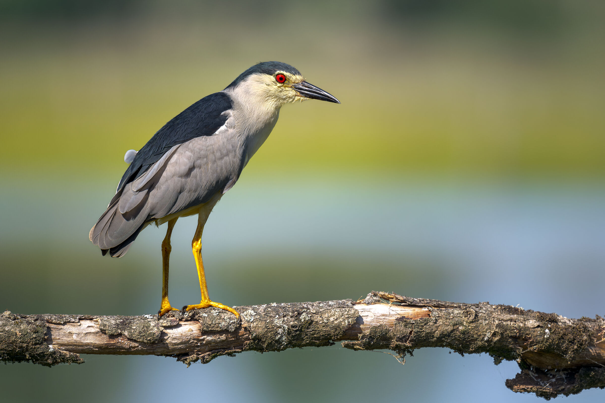 Black-crowned night heron