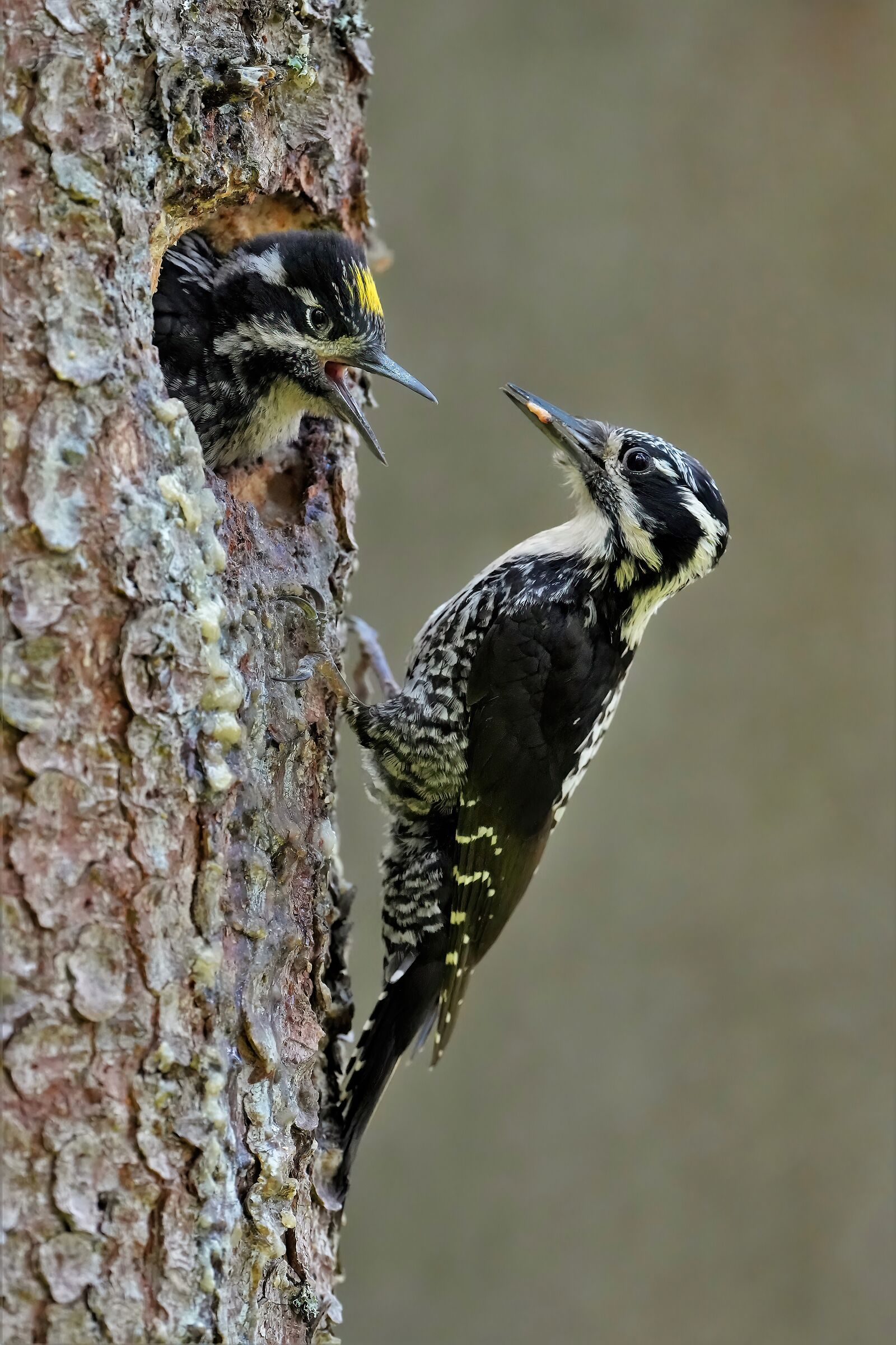 female three-toed woodpeckerfrom feeding the pullo masch
