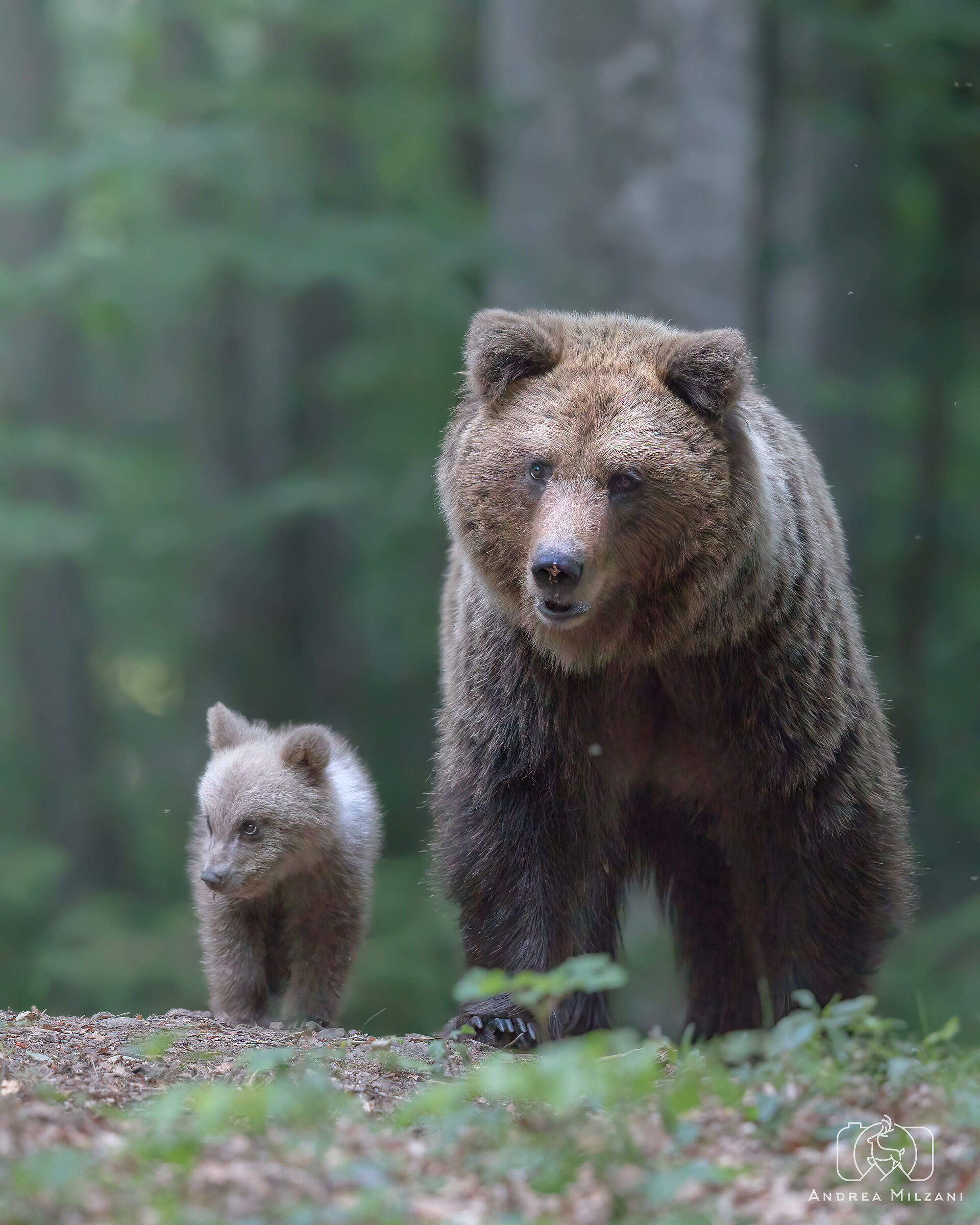 A spasso per la foresta