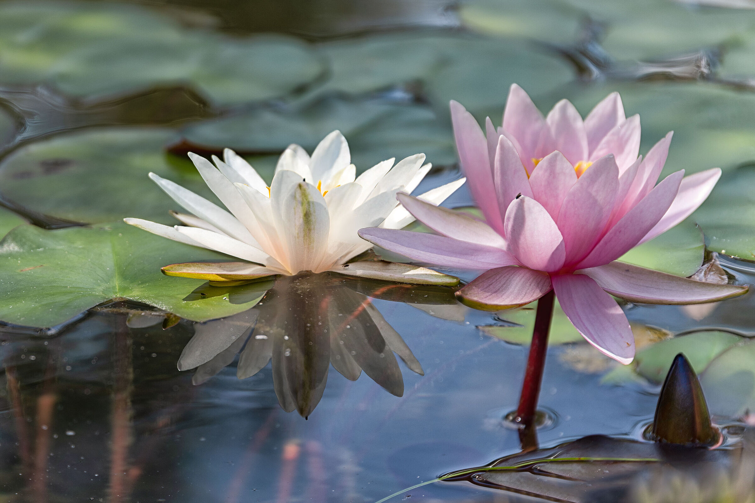 Ninfee allo specchio