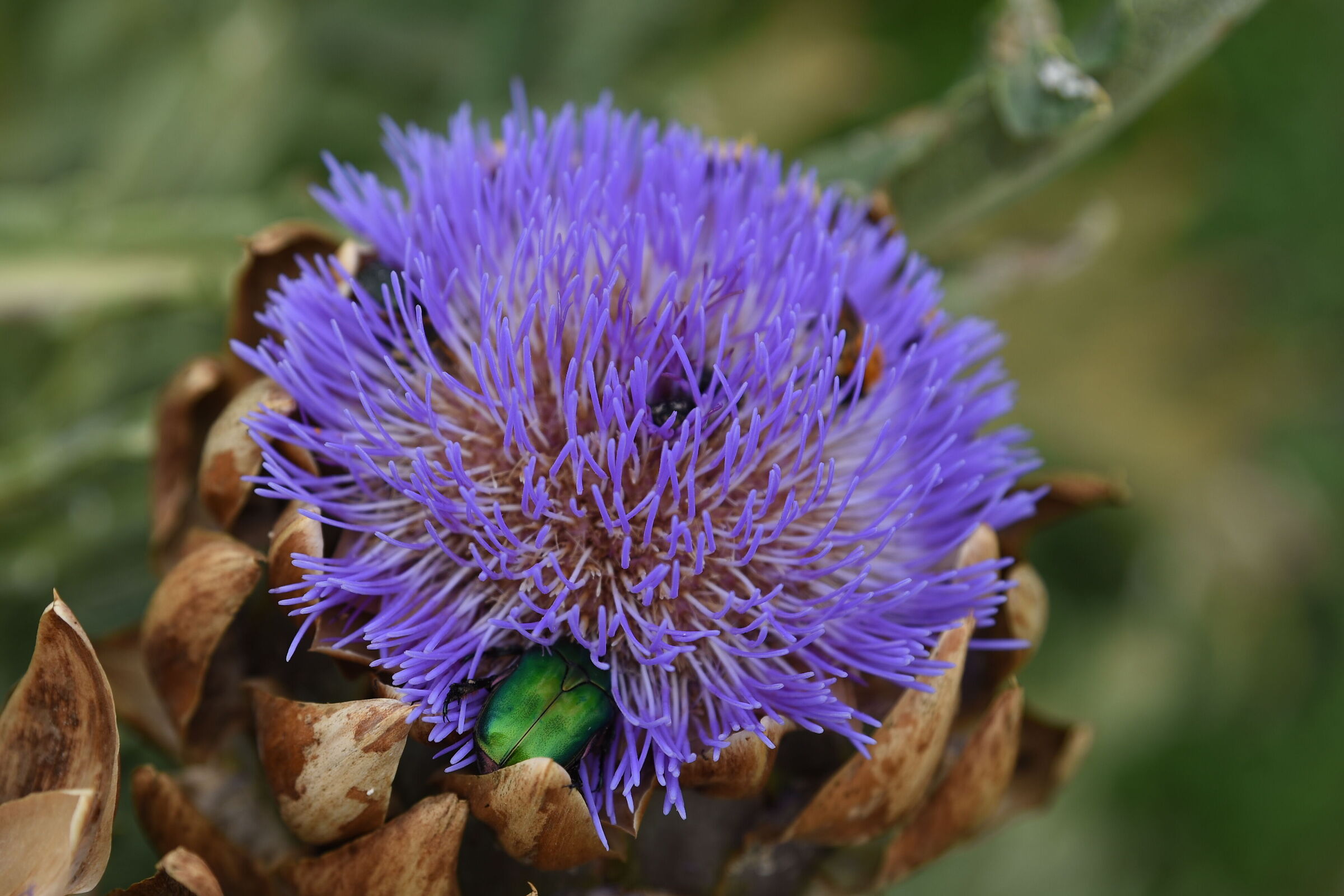 Risalto di colori nella natura