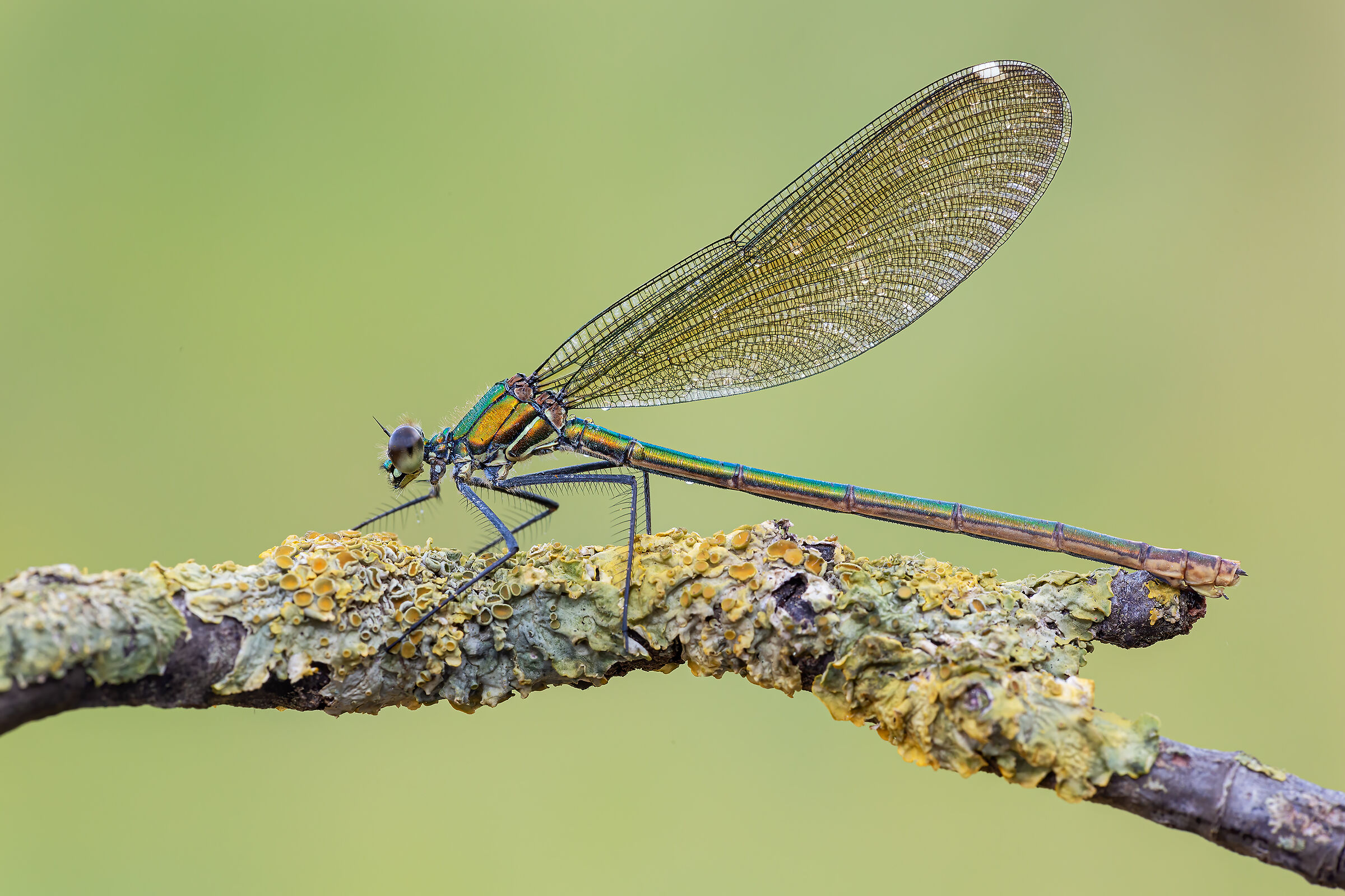 Calopteryx splendens