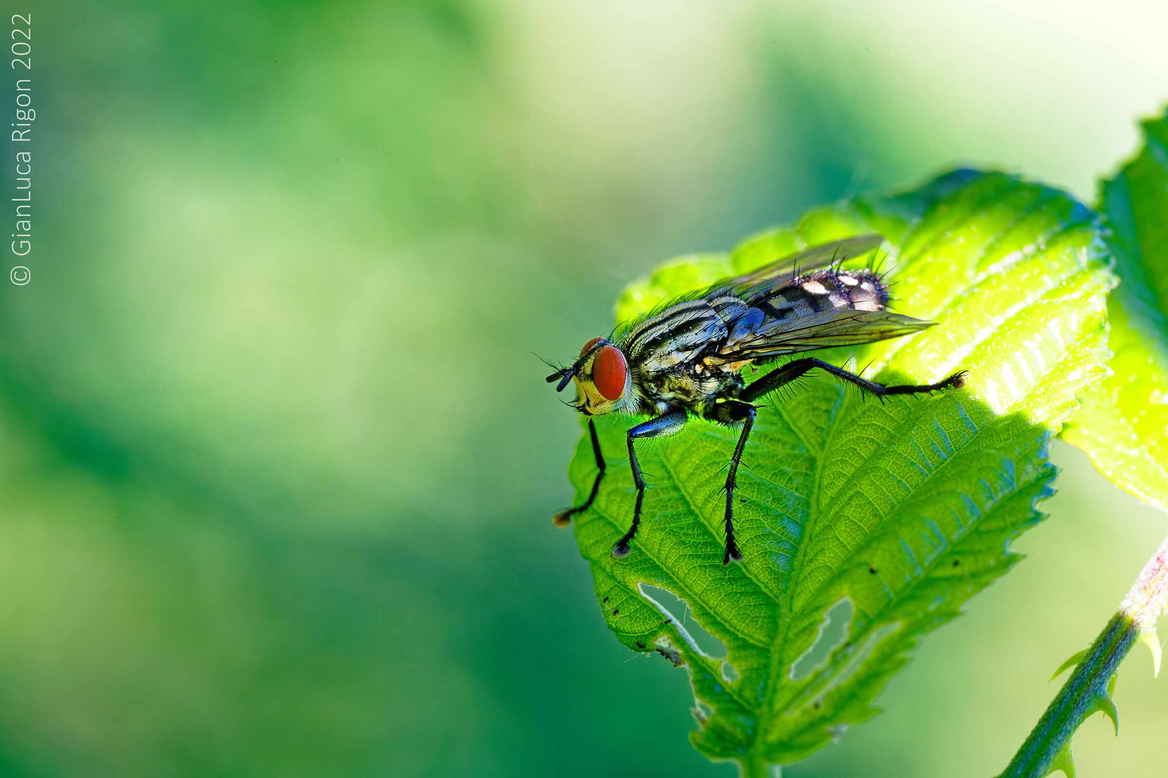 The fly - La mia prima mosca