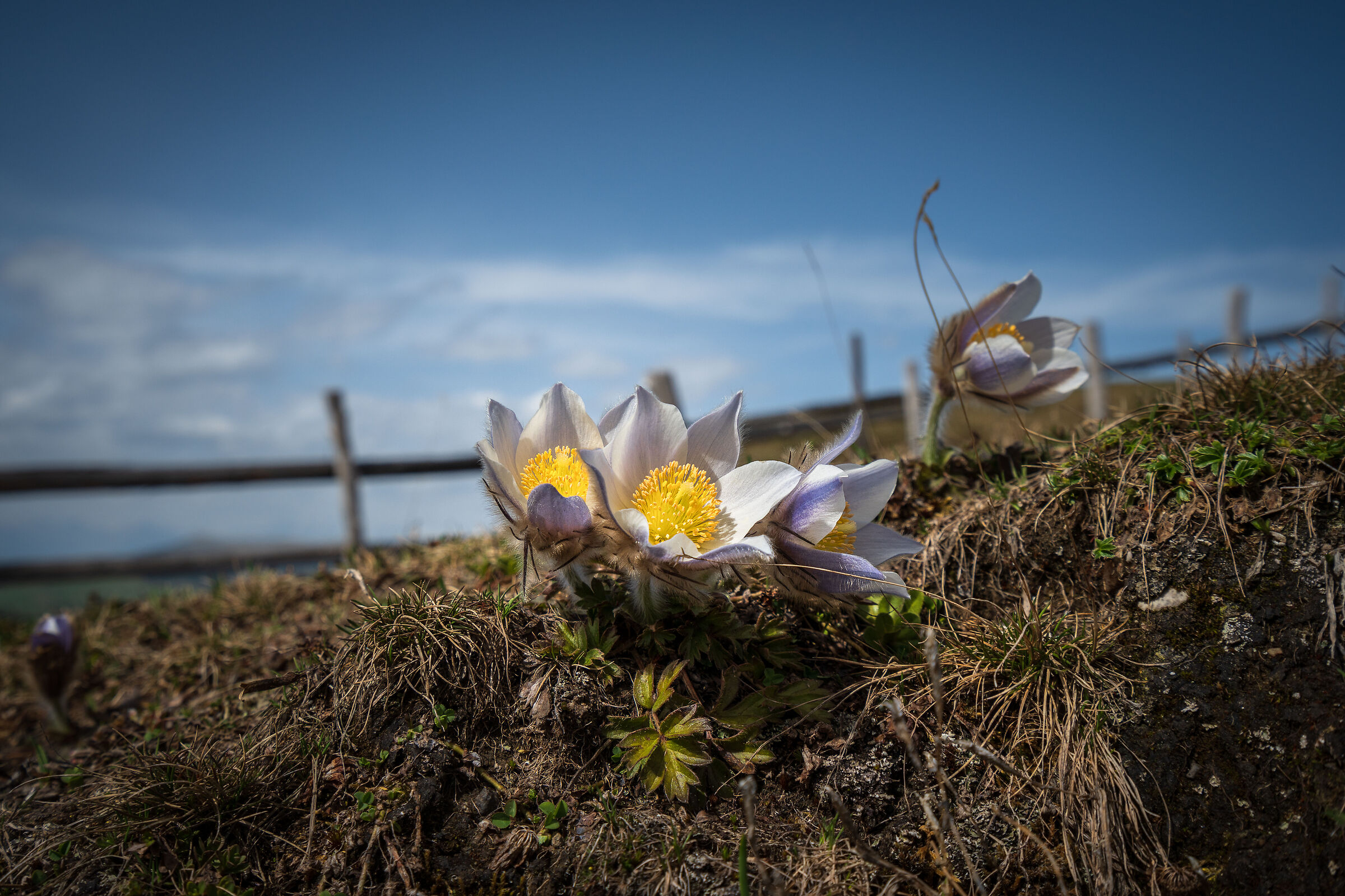 Anemone pulsatilla