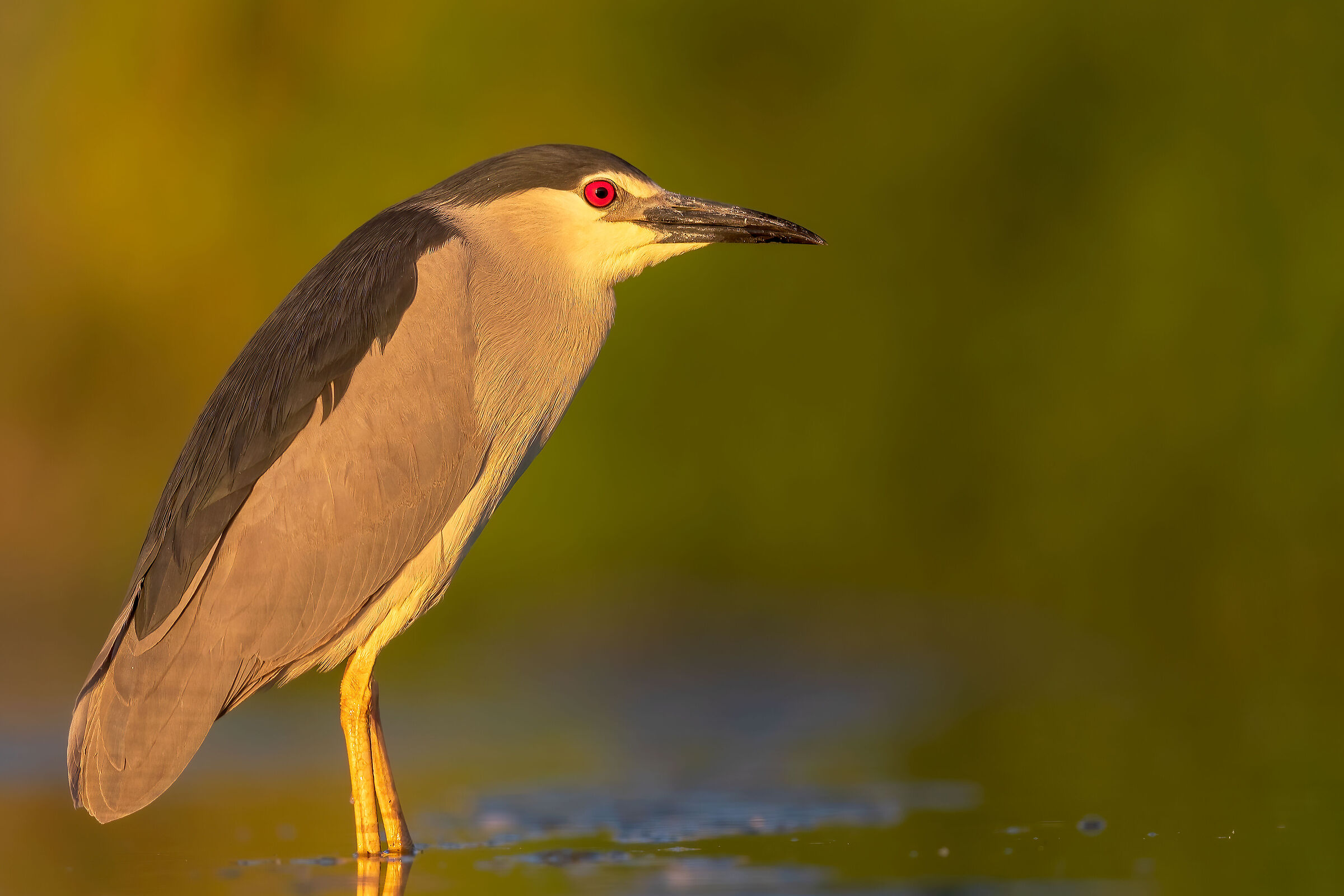 Night Heron (Nycticorax nycticorax)