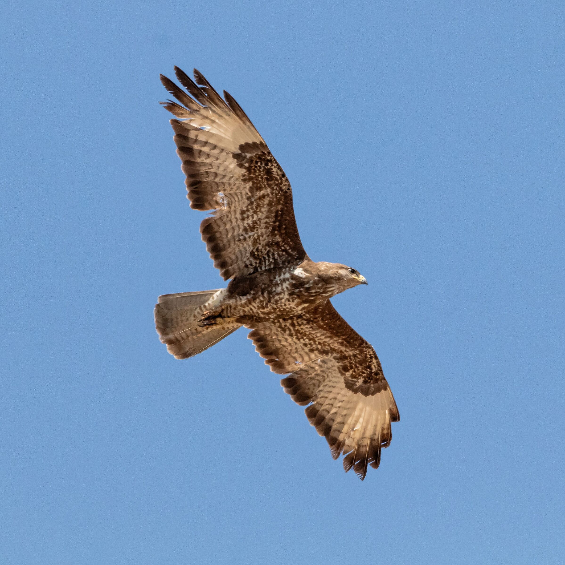 Buzzard in flight 25/06/2022