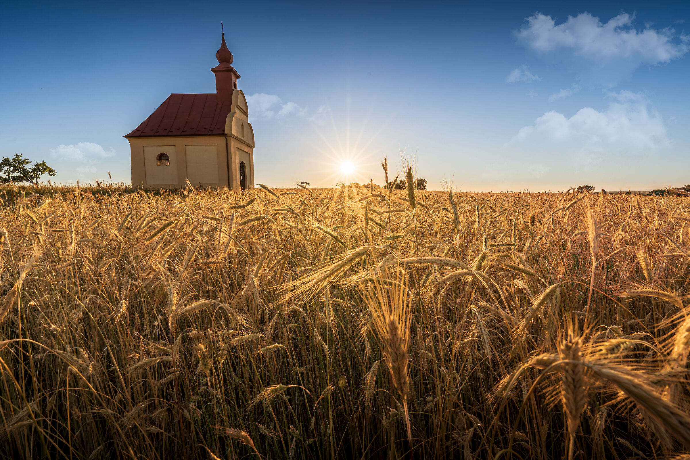 Tramonto su un campo di grano.