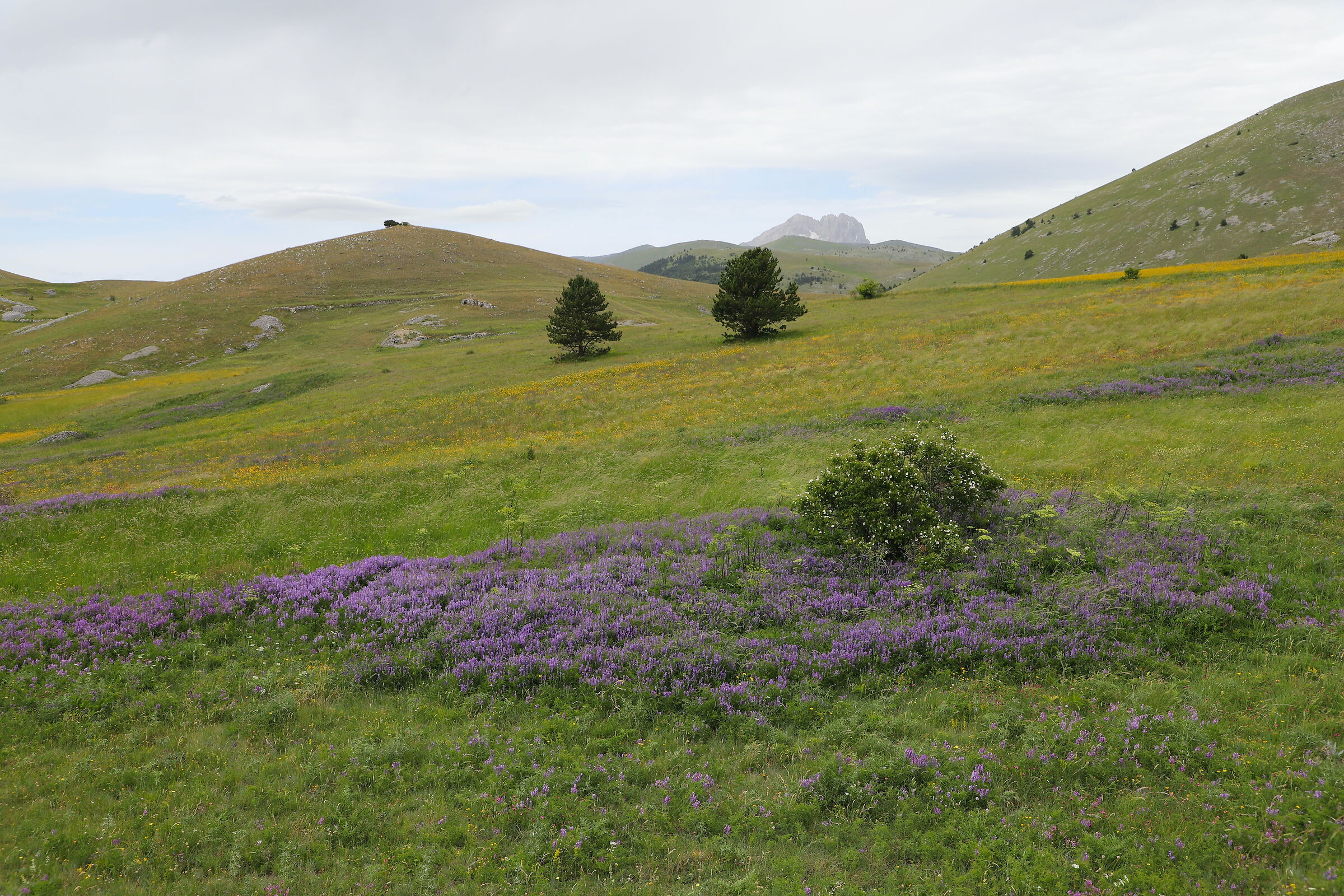 Chicche a Campo Imperatore