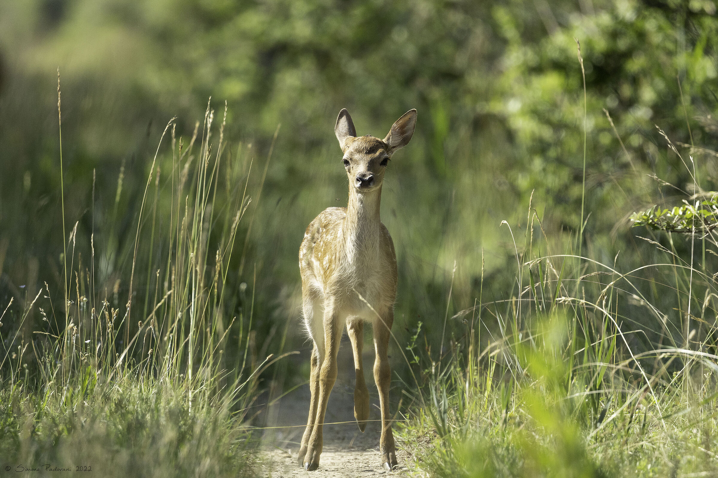 Bambi