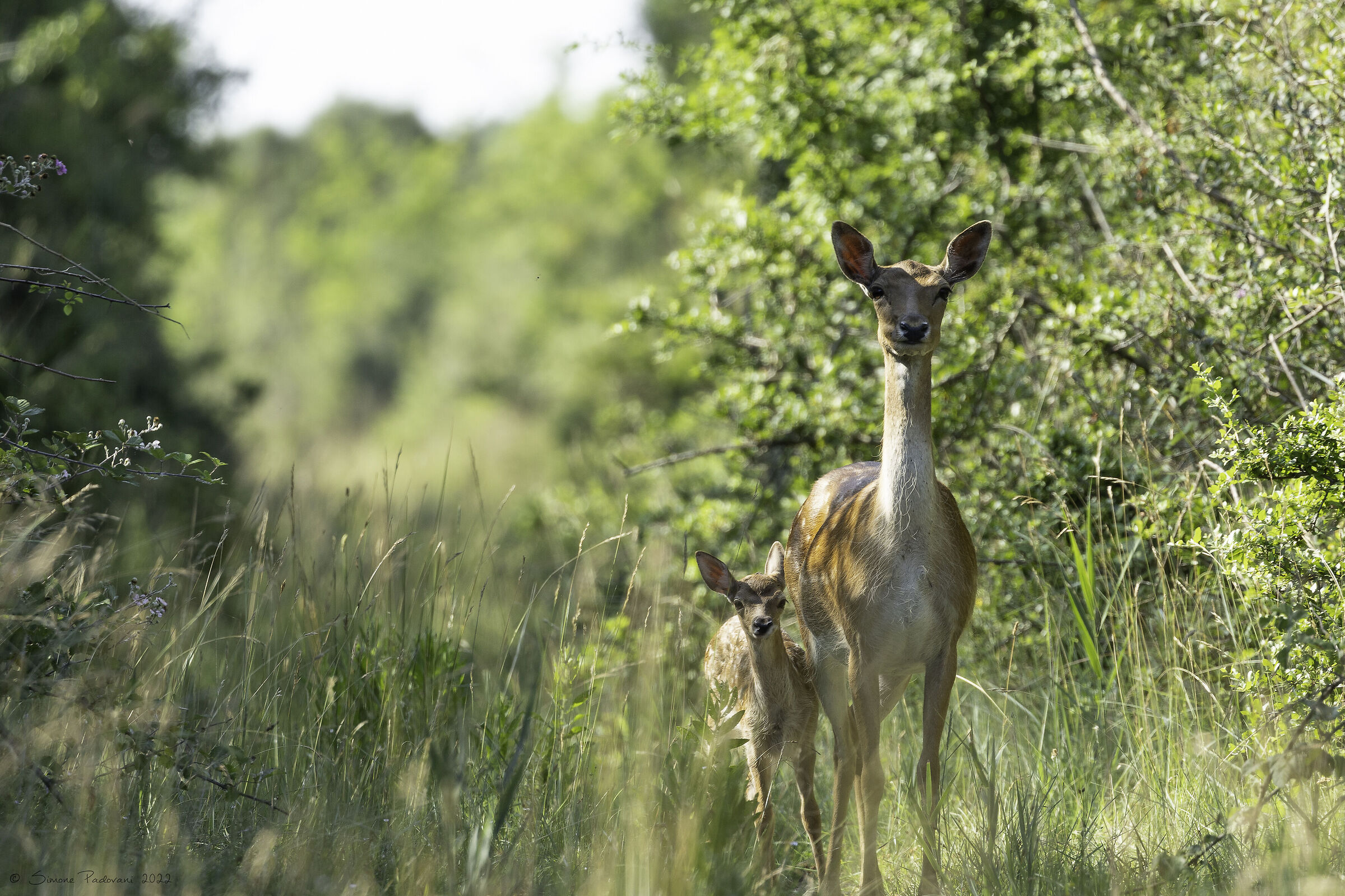 Mamma & Bambi