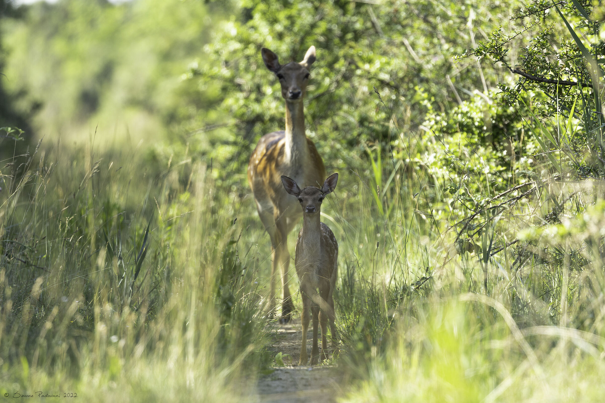 Bambi & Mamma