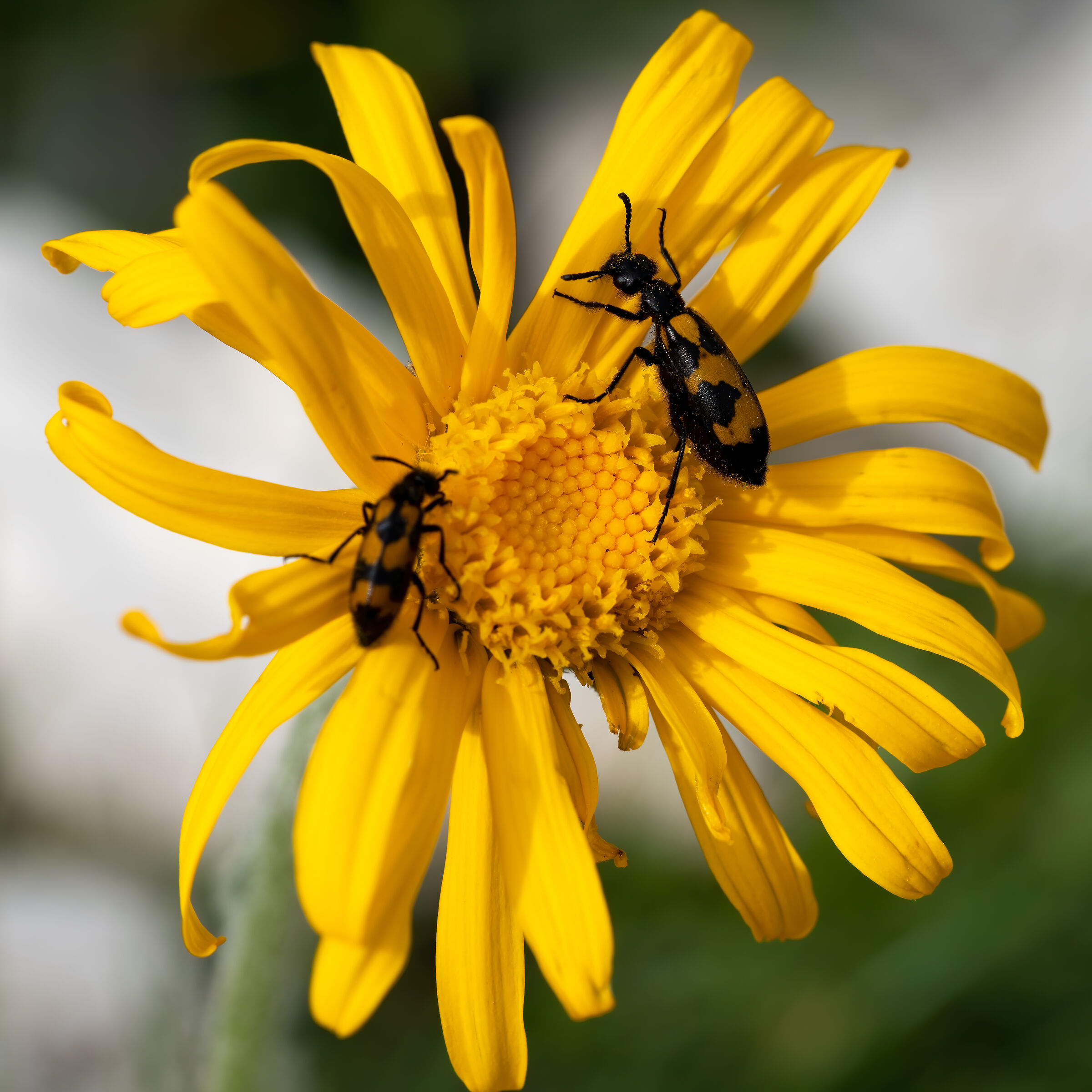 Mylabris su Doronico