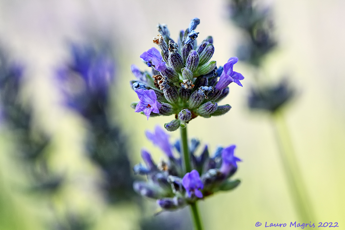 Lavanda