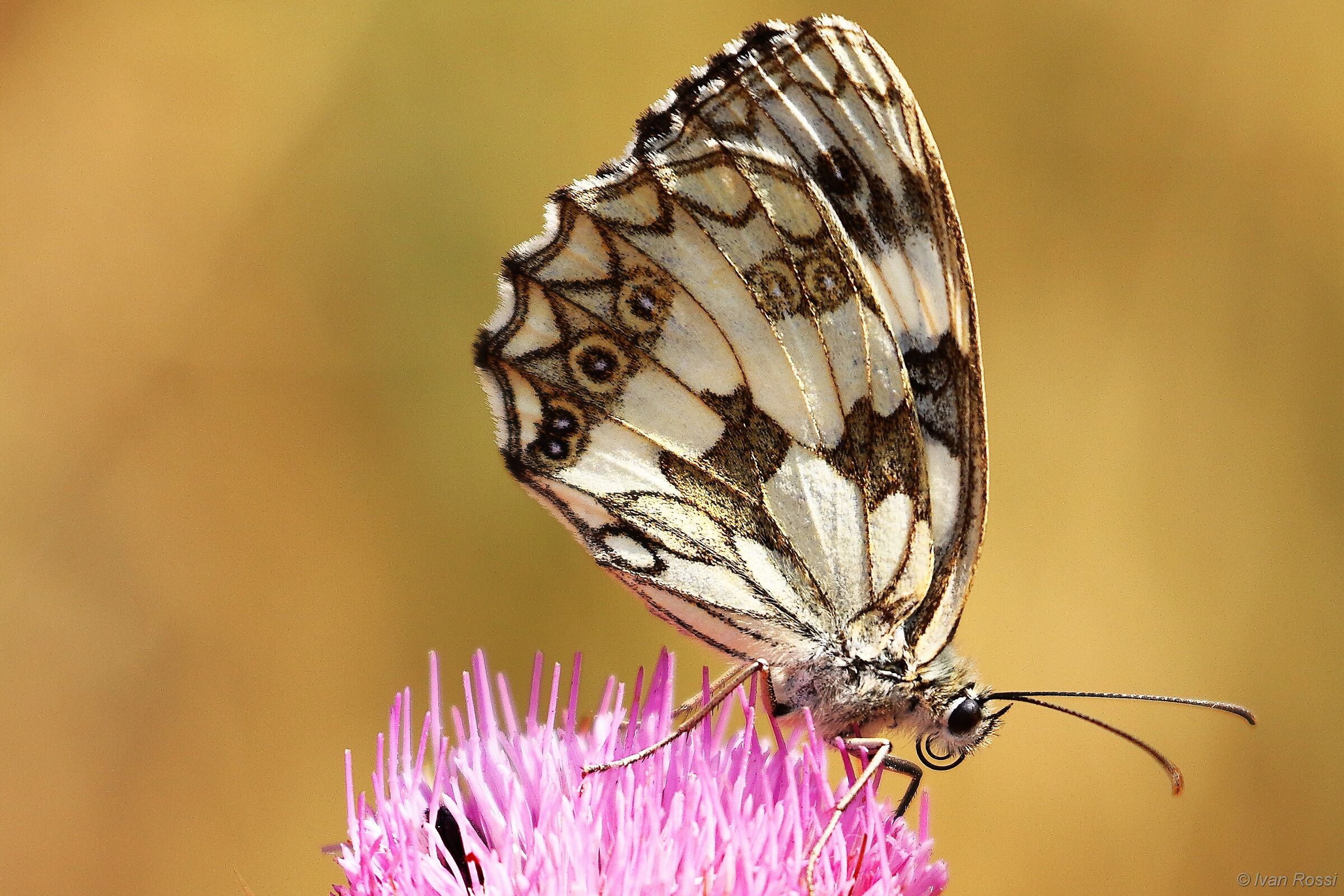 Melanargia Ghalatea