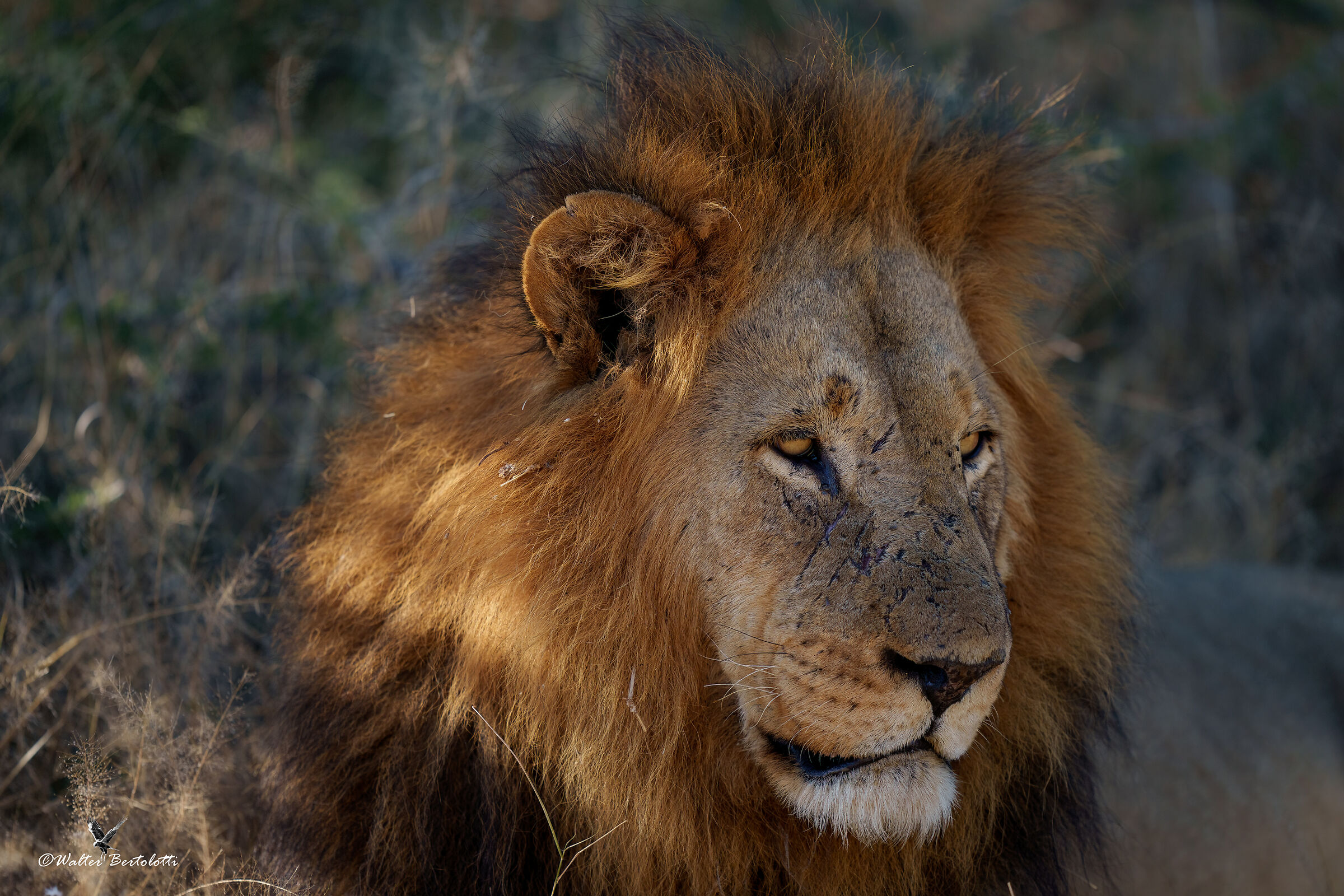 vincitore di molte battaglie